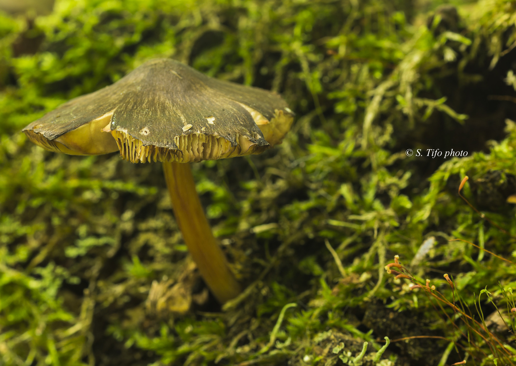 Sigma 105mm F2.8 EX DG OS HSM sample photo. Mushroom .. 4 .. photography