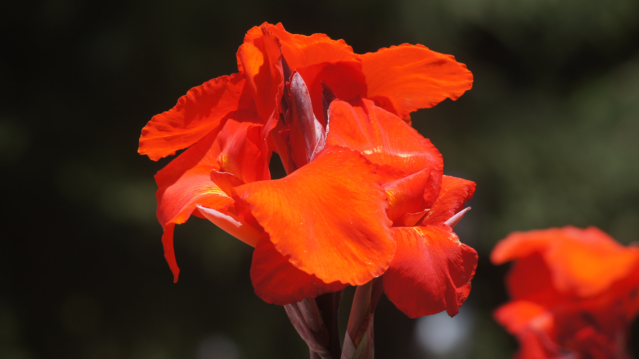 Sony DT 55-200mm F4-5.6 SAM sample photo. Flower  photography
