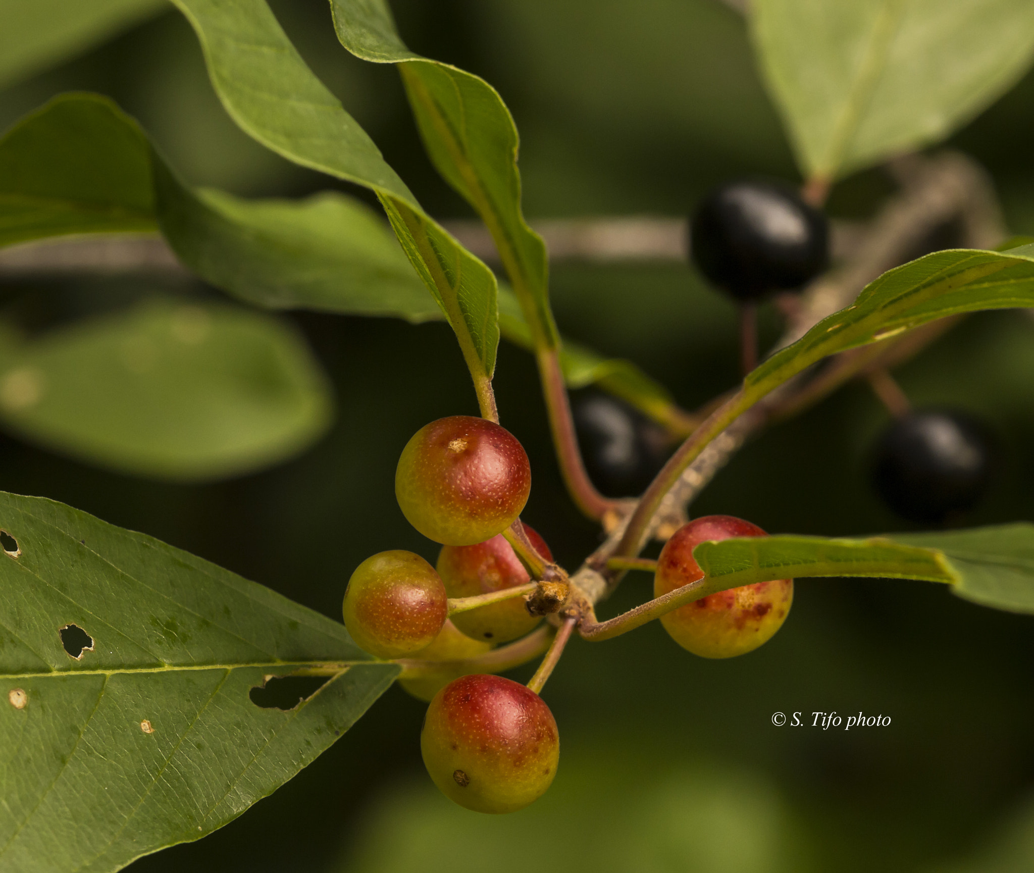 Canon EOS 700D (EOS Rebel T5i / EOS Kiss X7i) + Sigma 105mm F2.8 EX DG OS HSM sample photo. Little fruits .. photography