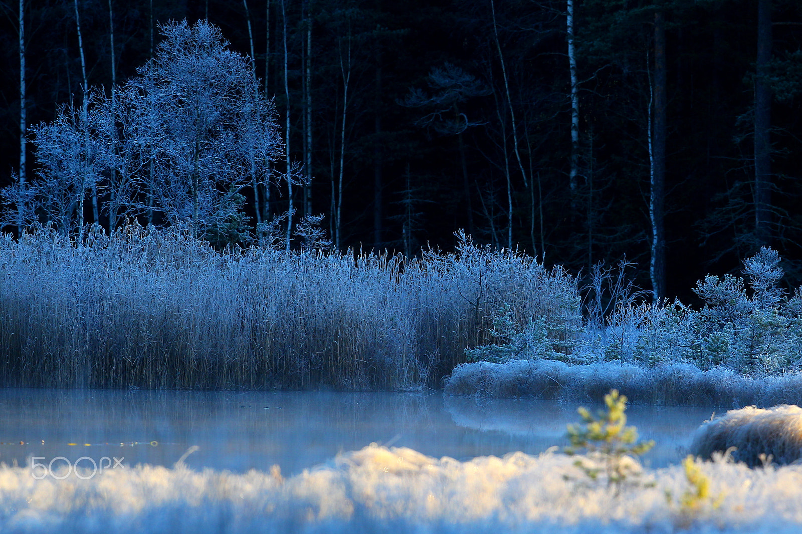 Canon EOS-1D Mark IV + Canon EF 400mm F2.8L IS USM sample photo. Frost in the morning photography