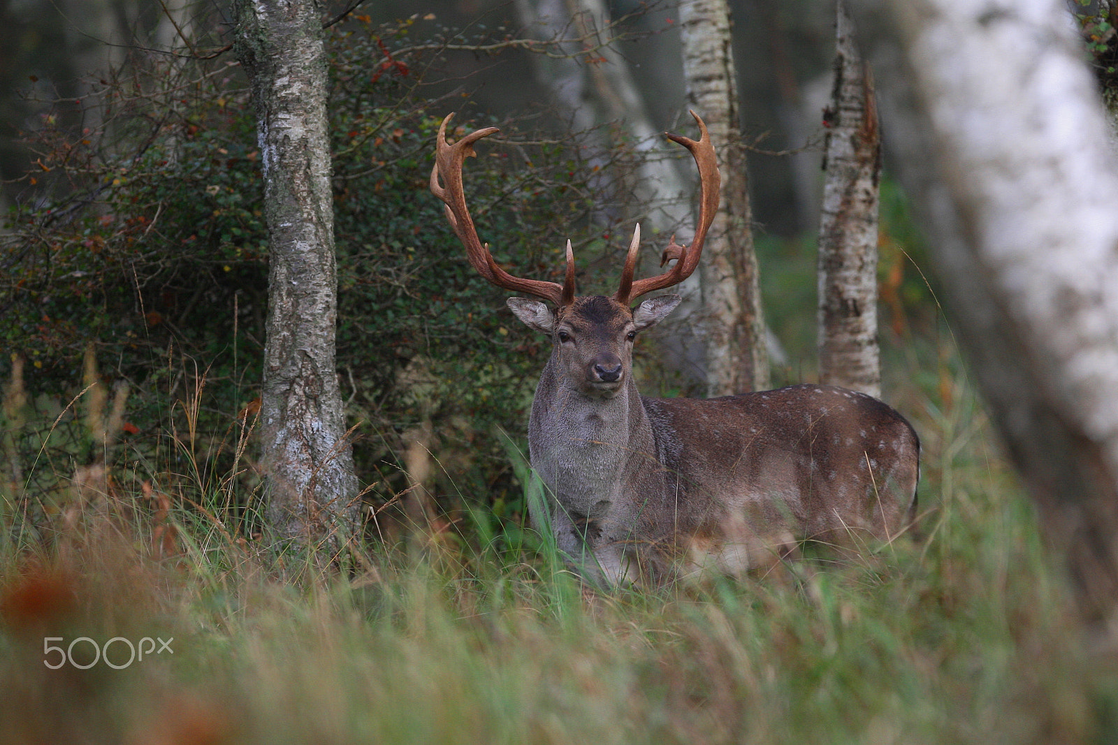 Canon EOS-1D Mark III + Canon EF 300mm F2.8L IS USM sample photo. The male fallow deer photography