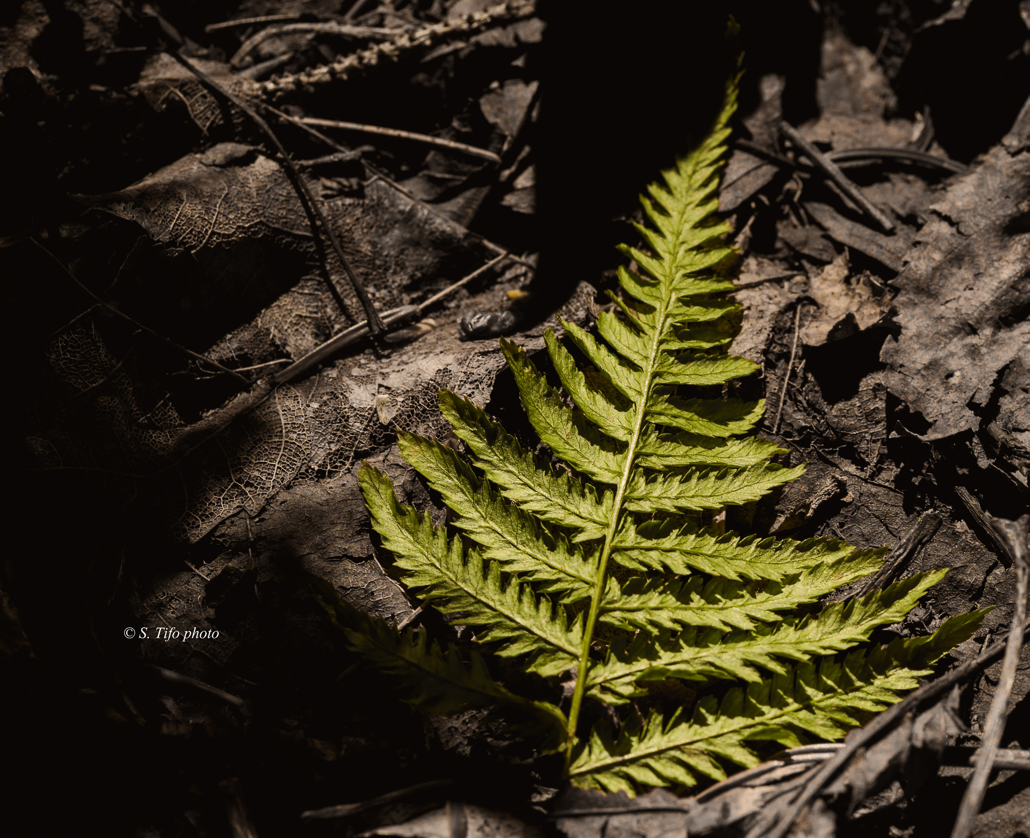 Sigma 105mm F2.8 EX DG OS HSM sample photo. Little fern ... photography