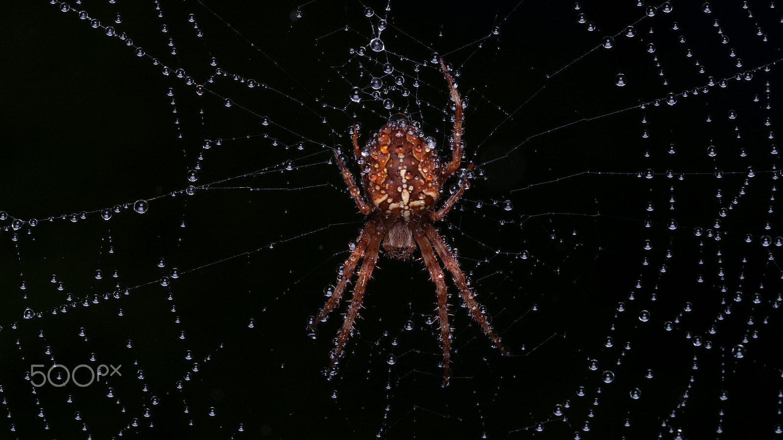 Nikon D300 + Sigma 105mm F2.8 EX DG Macro sample photo. Spider in the rain photography