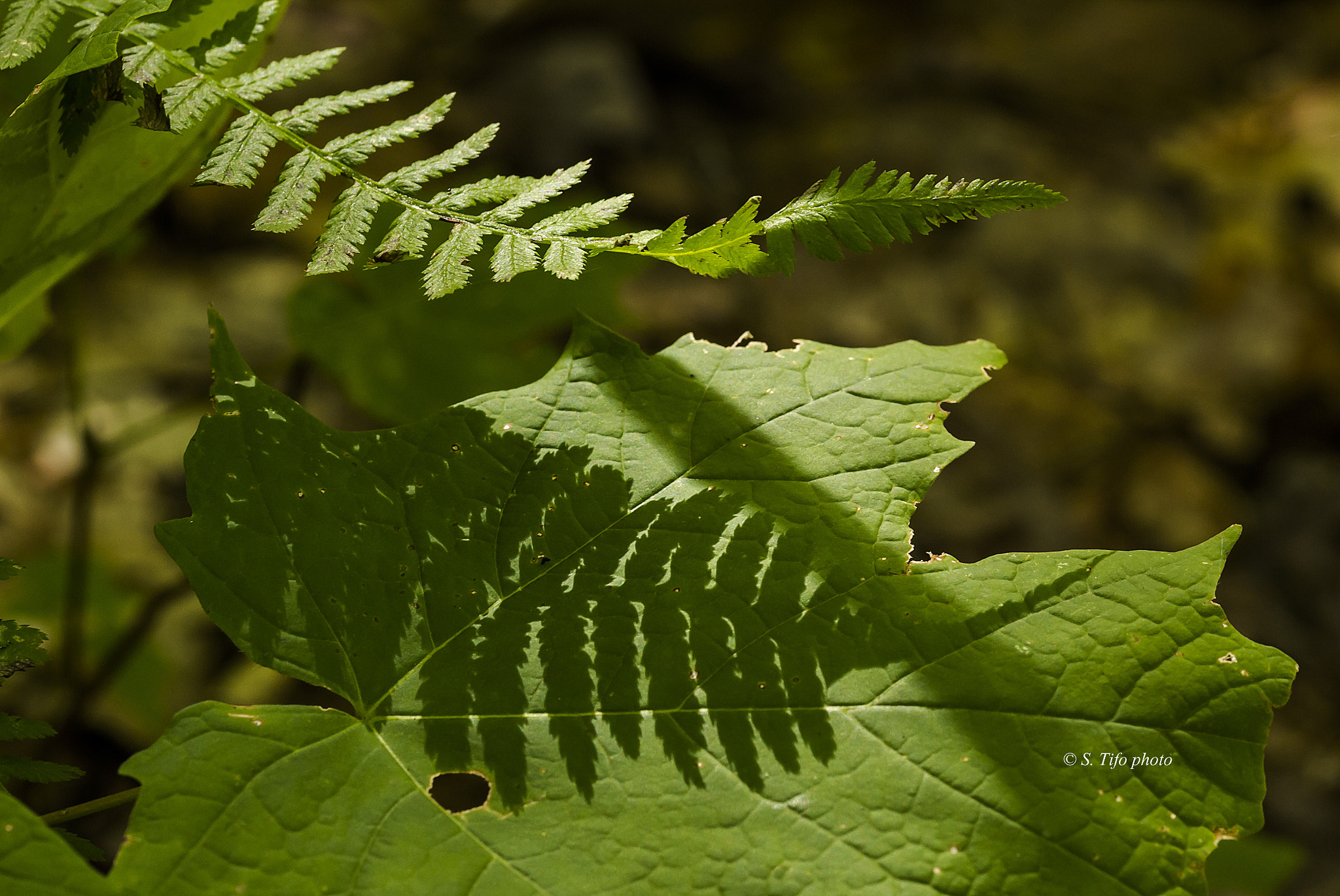 Sigma 105mm F2.8 EX DG OS HSM sample photo. Shadow .... photography