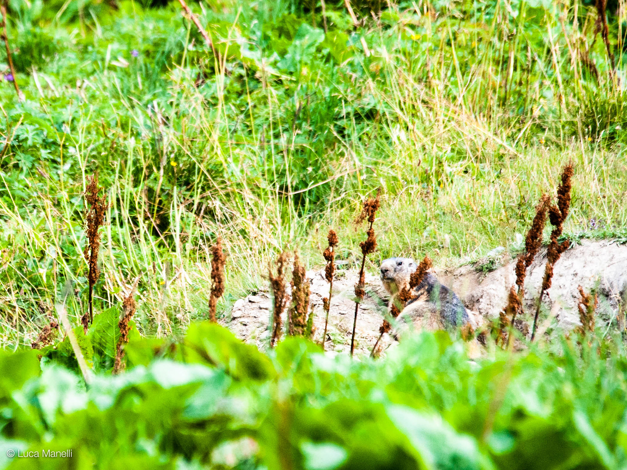 Sigma 120-400mm F4.5-5.6 DG OS HSM sample photo. Marmotta, valsavaranche, valle d'aosta, italia photography