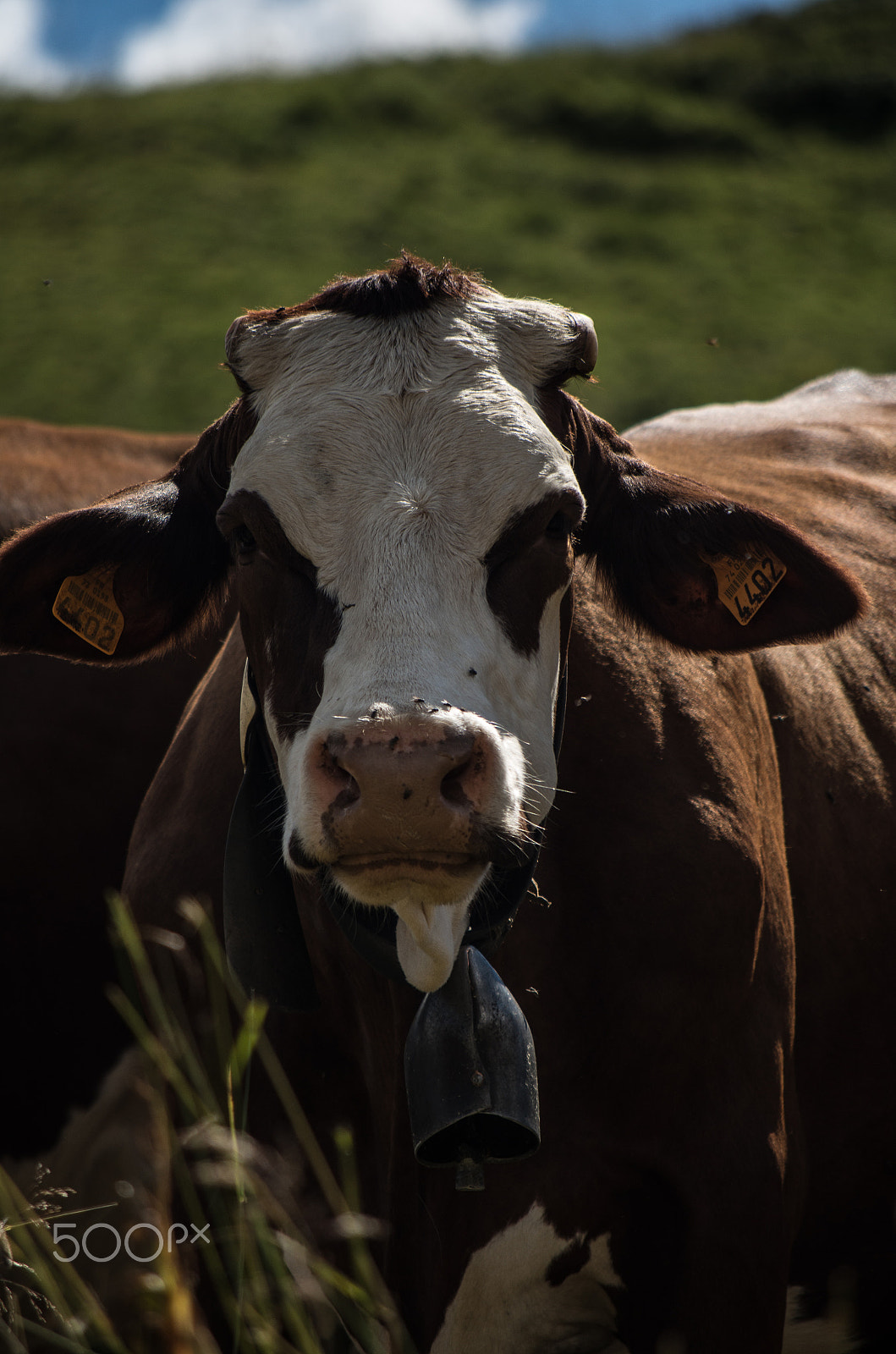 smc PENTAX-DA L 50-200mm F4-5.6 ED sample photo. Cow photography