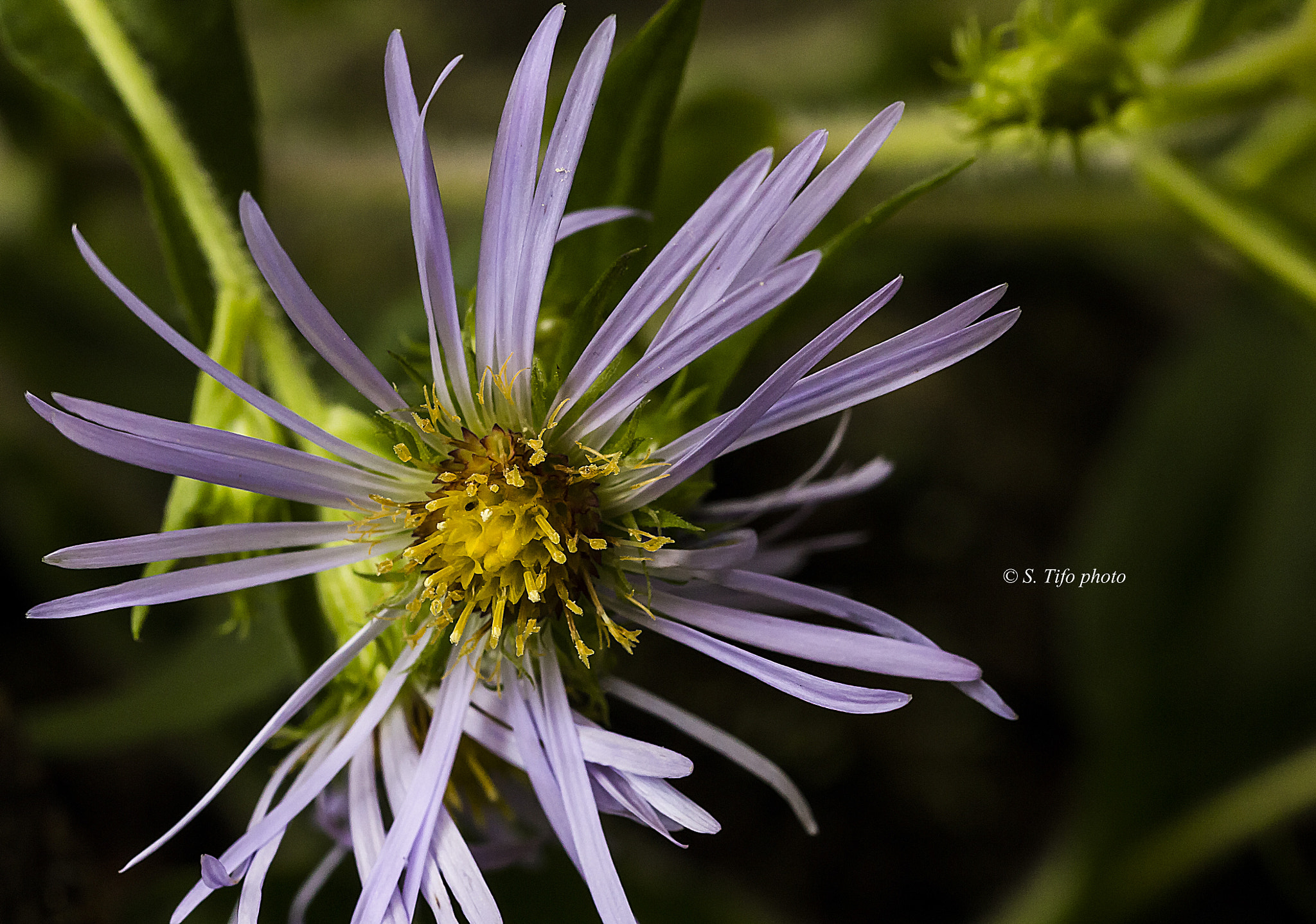 Sigma 105mm F2.8 EX DG OS HSM sample photo. Flower ... photography
