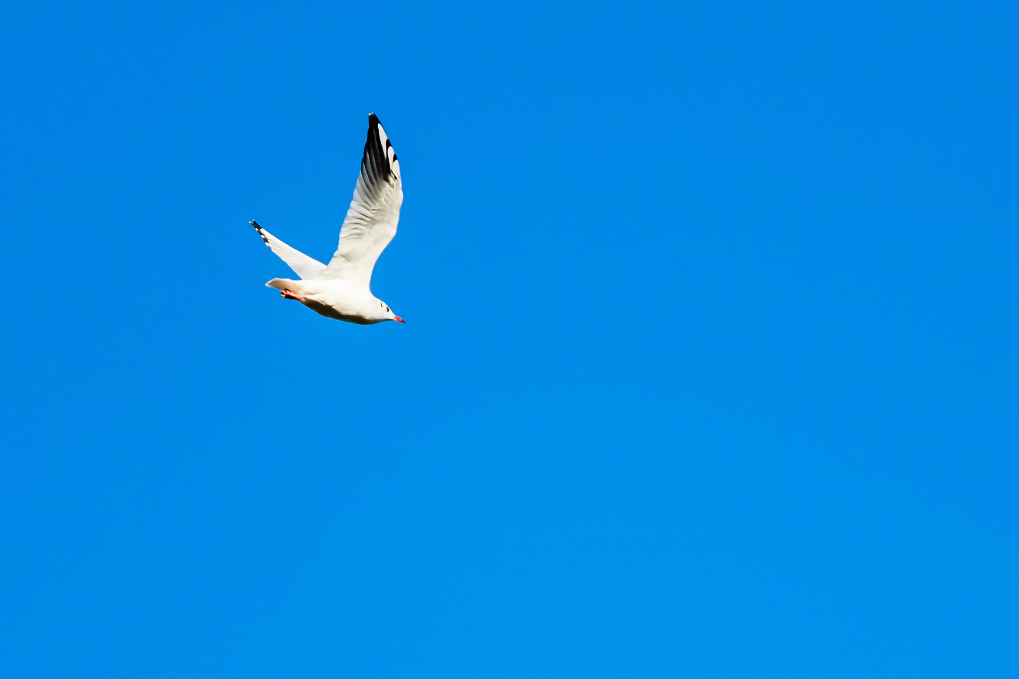 Canon EOS 750D (EOS Rebel T6i / EOS Kiss X8i) + Canon EF 70-200mm F4L IS USM sample photo. Gull one photography