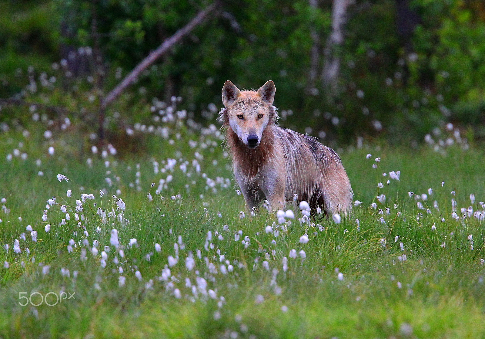 Canon EF 400mm F2.8L IS USM sample photo. Wolf on the swamp photography