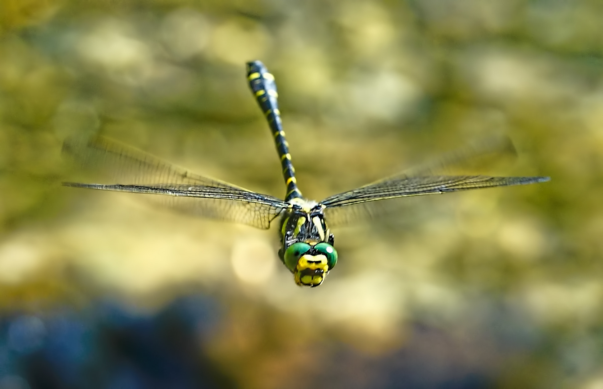 150mm F2.8 sample photo. Golden ringed dragonfly photography