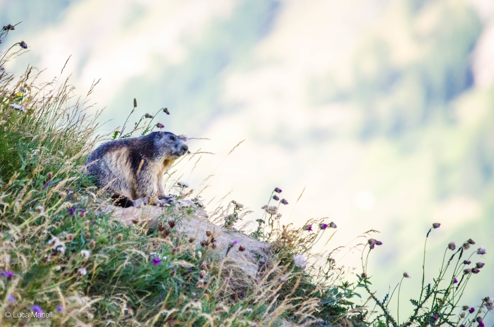 Sigma 120-400mm F4.5-5.6 DG OS HSM sample photo. Marmotta, valsavaranche, valle d'aosta, italia photography