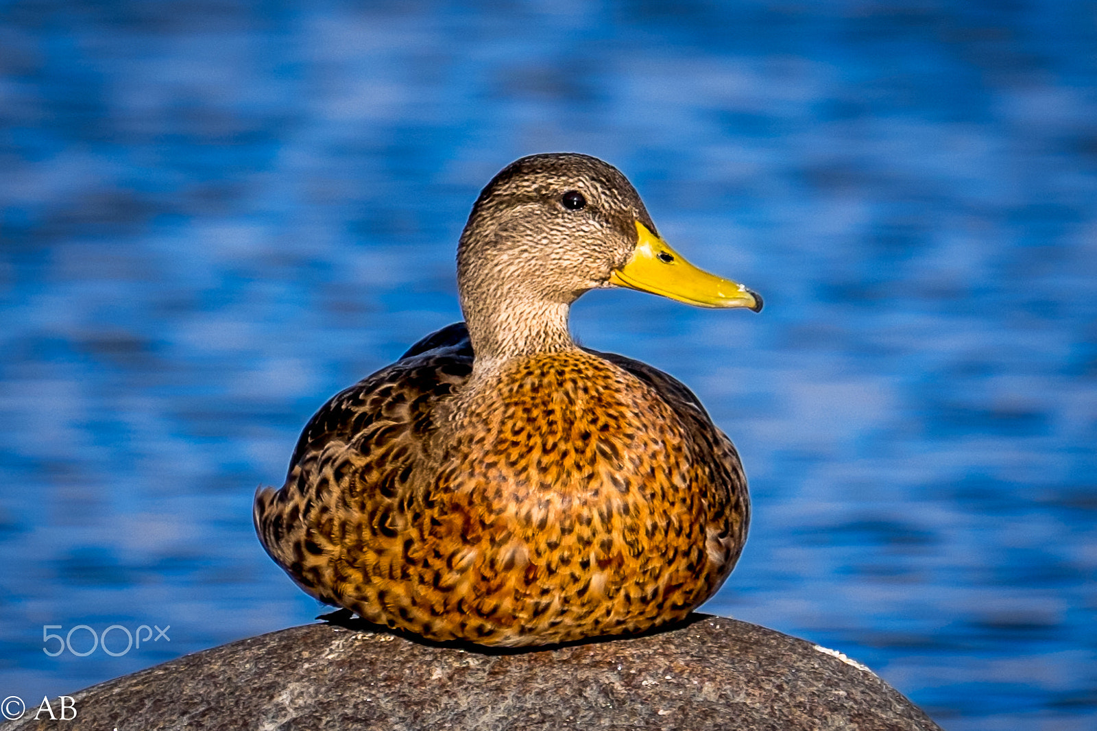 Fujifilm XF 100-400mm F4.5-5.6 R LM OIS WR sample photo. Mallard photography