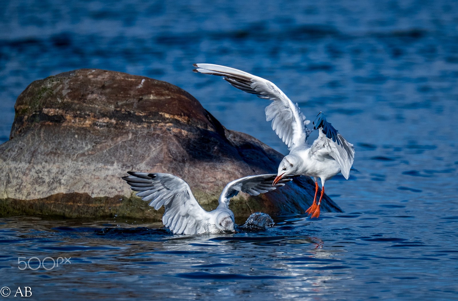 Fujifilm XF 100-400mm F4.5-5.6 R LM OIS WR sample photo. Dscf1410.jpg photography