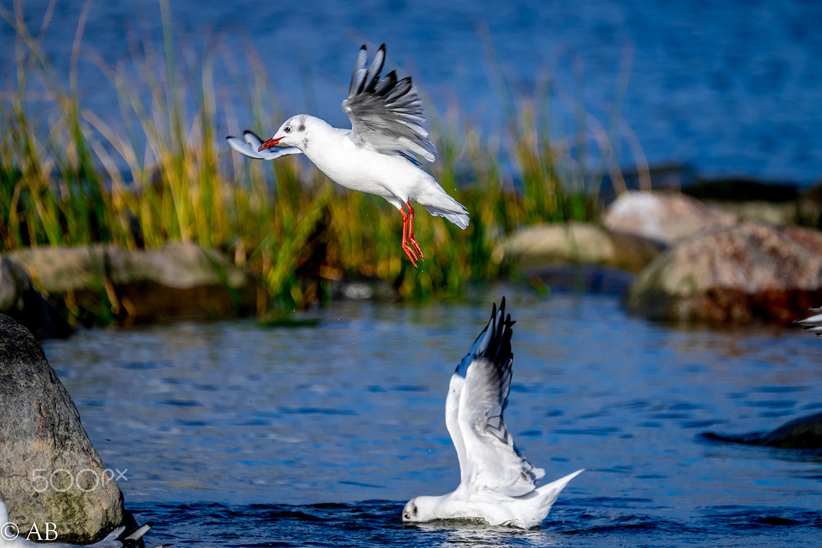 Fujifilm XF 100-400mm F4.5-5.6 R LM OIS WR sample photo. Dscf1424.jpg photography