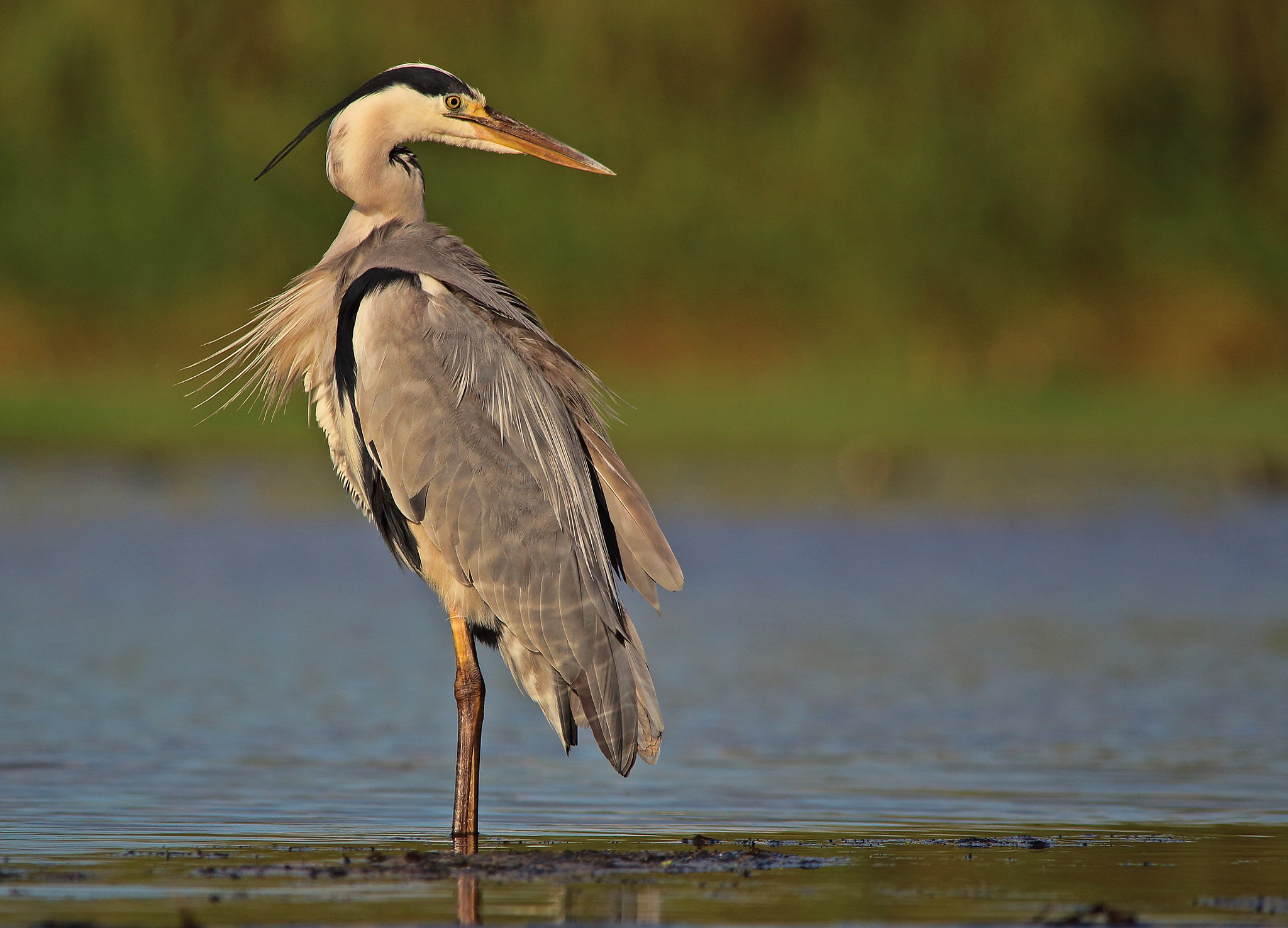 Sigma 150-500mm F5-6.3 DG OS HSM sample photo. Grey heron, airone cenerino photography