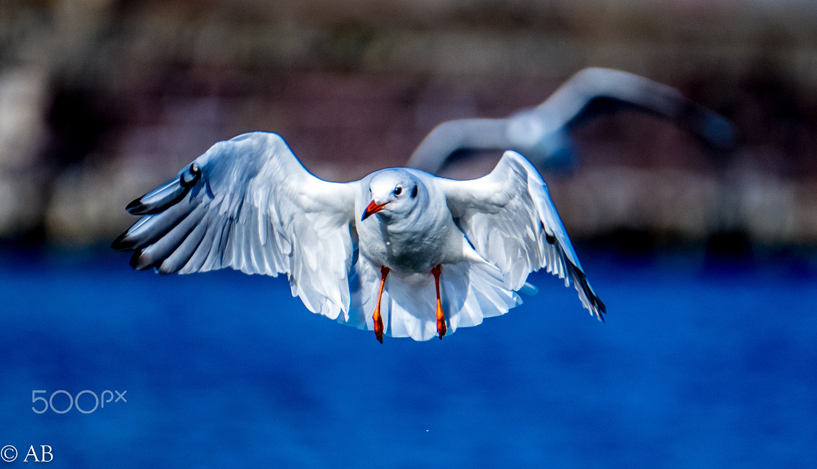 Fujifilm XF 100-400mm F4.5-5.6 R LM OIS WR sample photo. Dscf1429.jpg photography