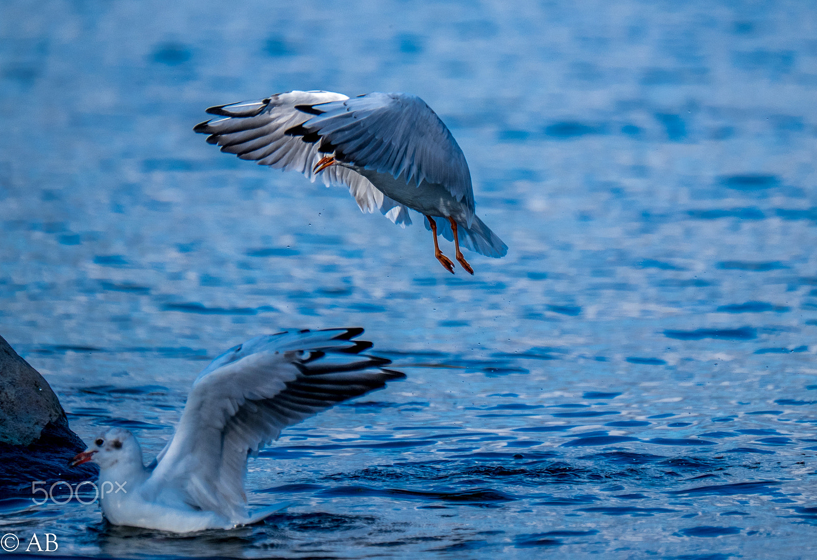 Fujifilm XF 100-400mm F4.5-5.6 R LM OIS WR sample photo. Dscf1432.jpg photography