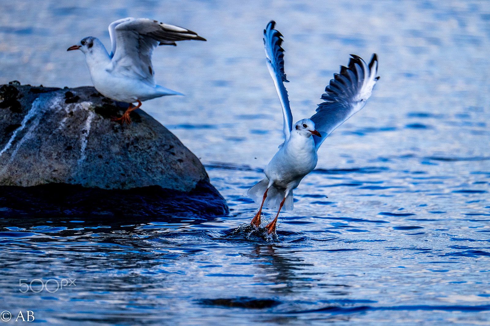 Fujifilm XF 100-400mm F4.5-5.6 R LM OIS WR sample photo. Dscf1433.jpg photography