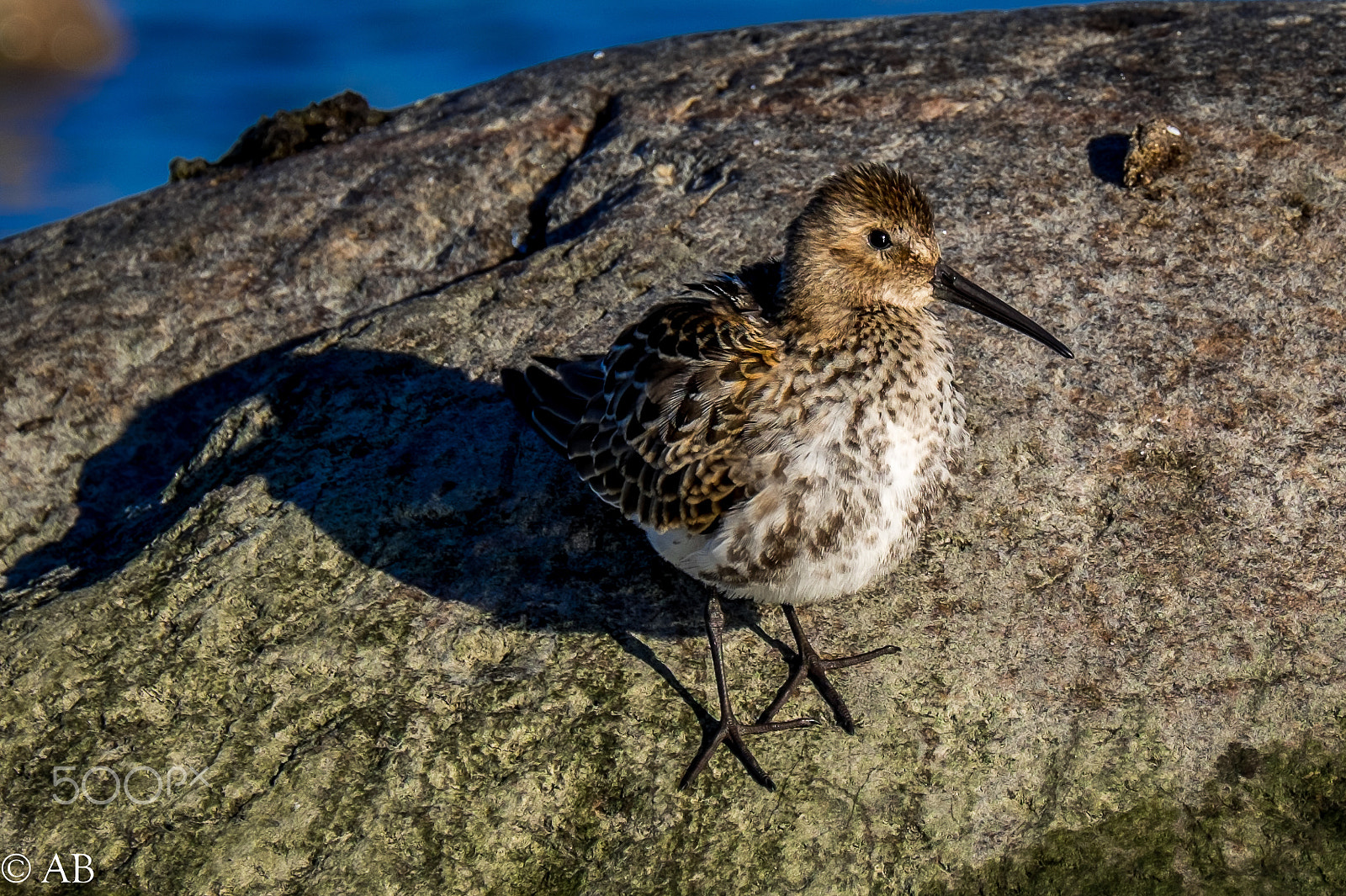 Fujifilm XF 100-400mm F4.5-5.6 R LM OIS WR sample photo. Dscf1530.jpg photography