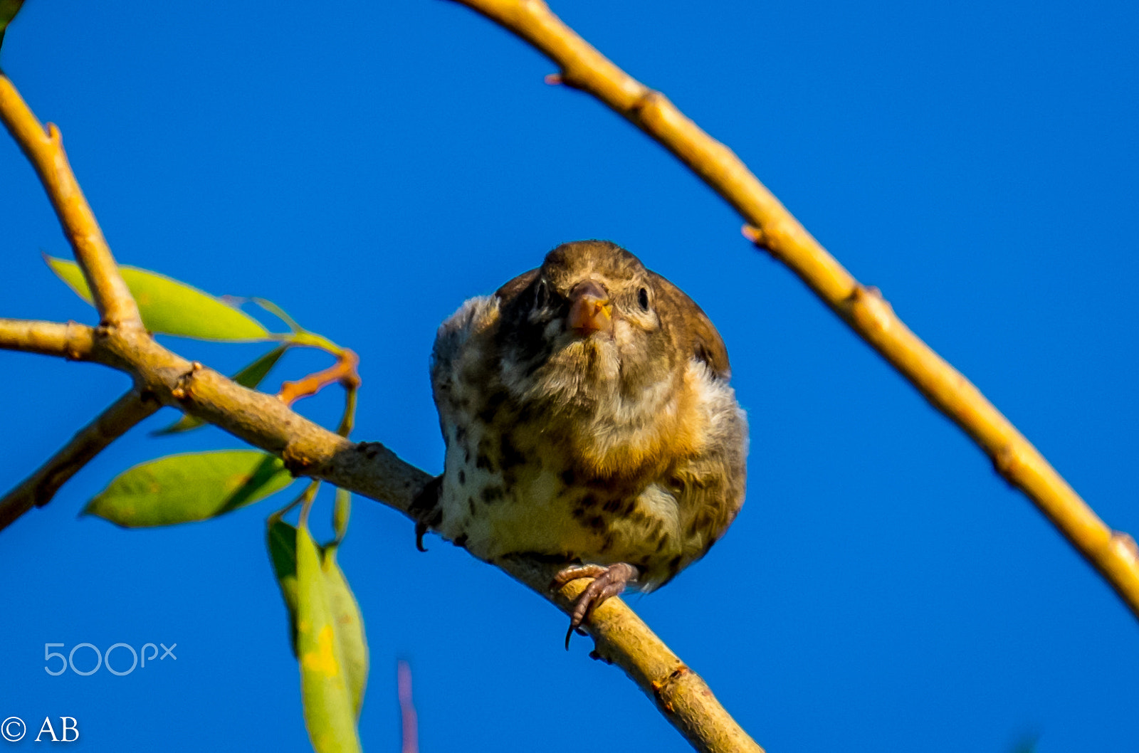 Fujifilm XF 100-400mm F4.5-5.6 R LM OIS WR sample photo. Dscf1556.jpg photography