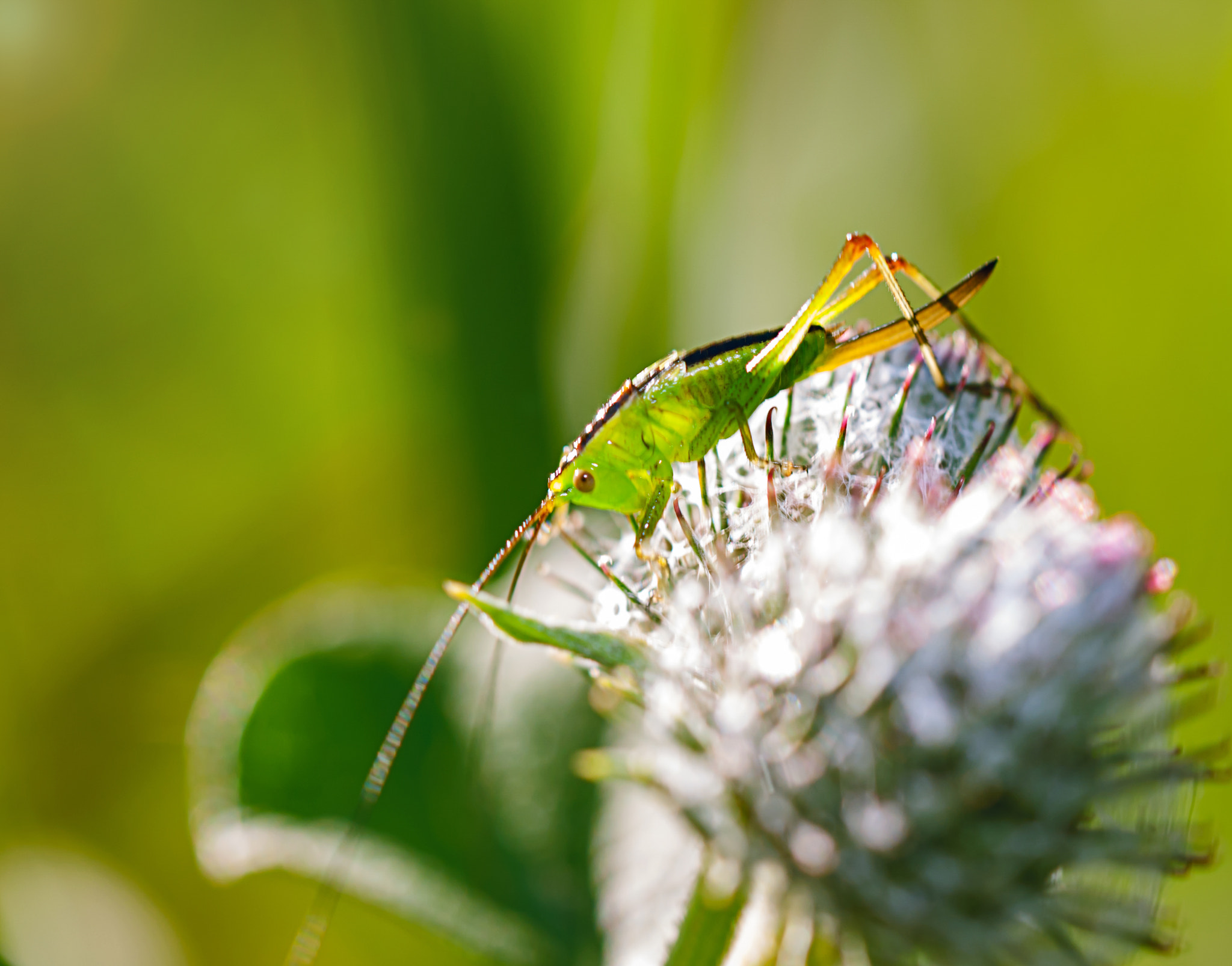 Nikon D300 sample photo. Green horse photography