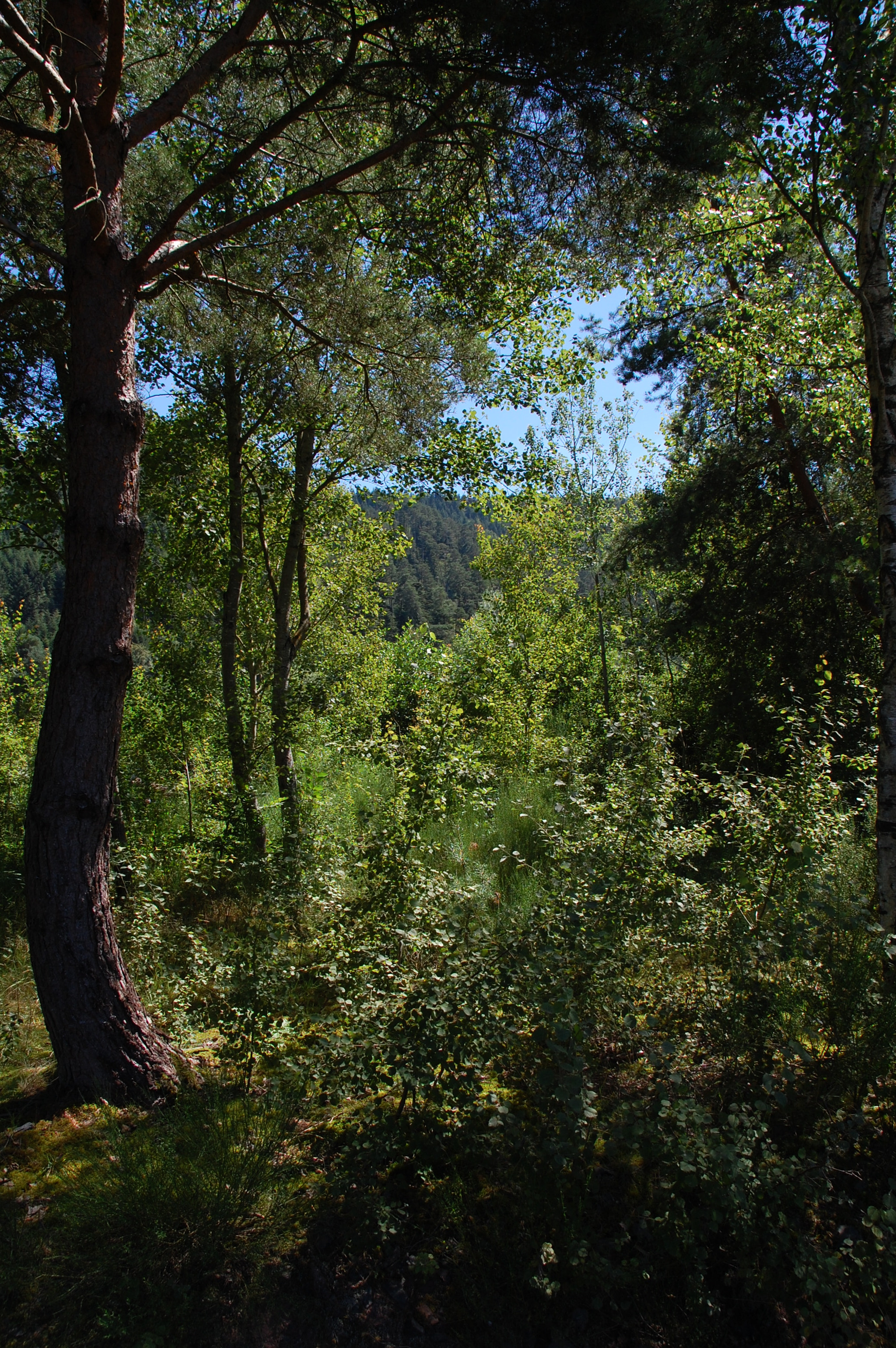 Nikon D40 + Sigma 18-200mm F3.5-6.3 DC sample photo. Enchanted forest photography