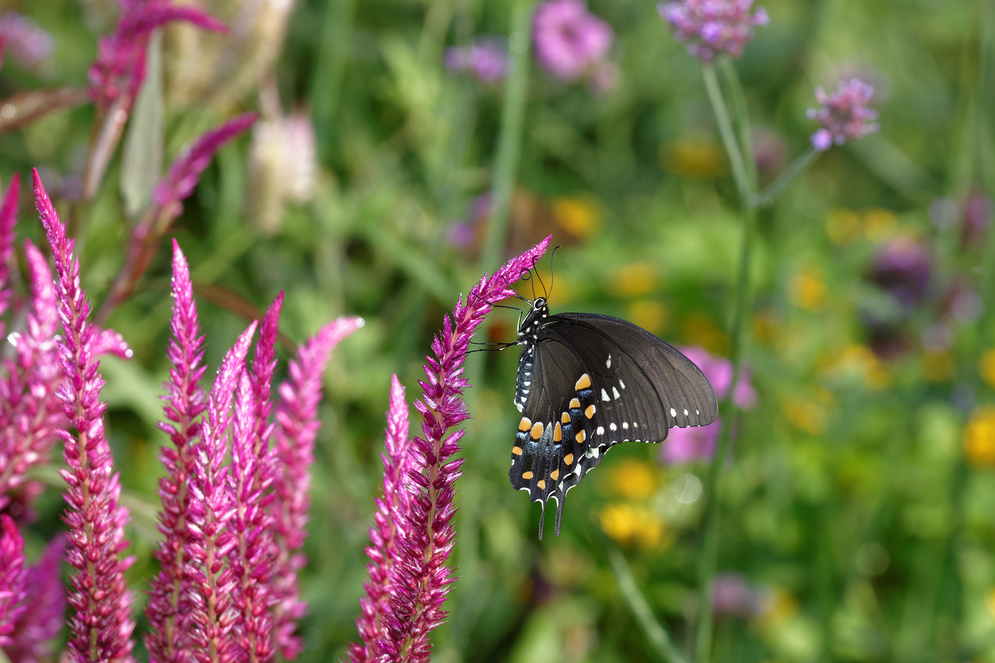 Nikon AF-S Nikkor 70-200mm F4G ED VR sample photo. Last butterfly of summer 1 photography
