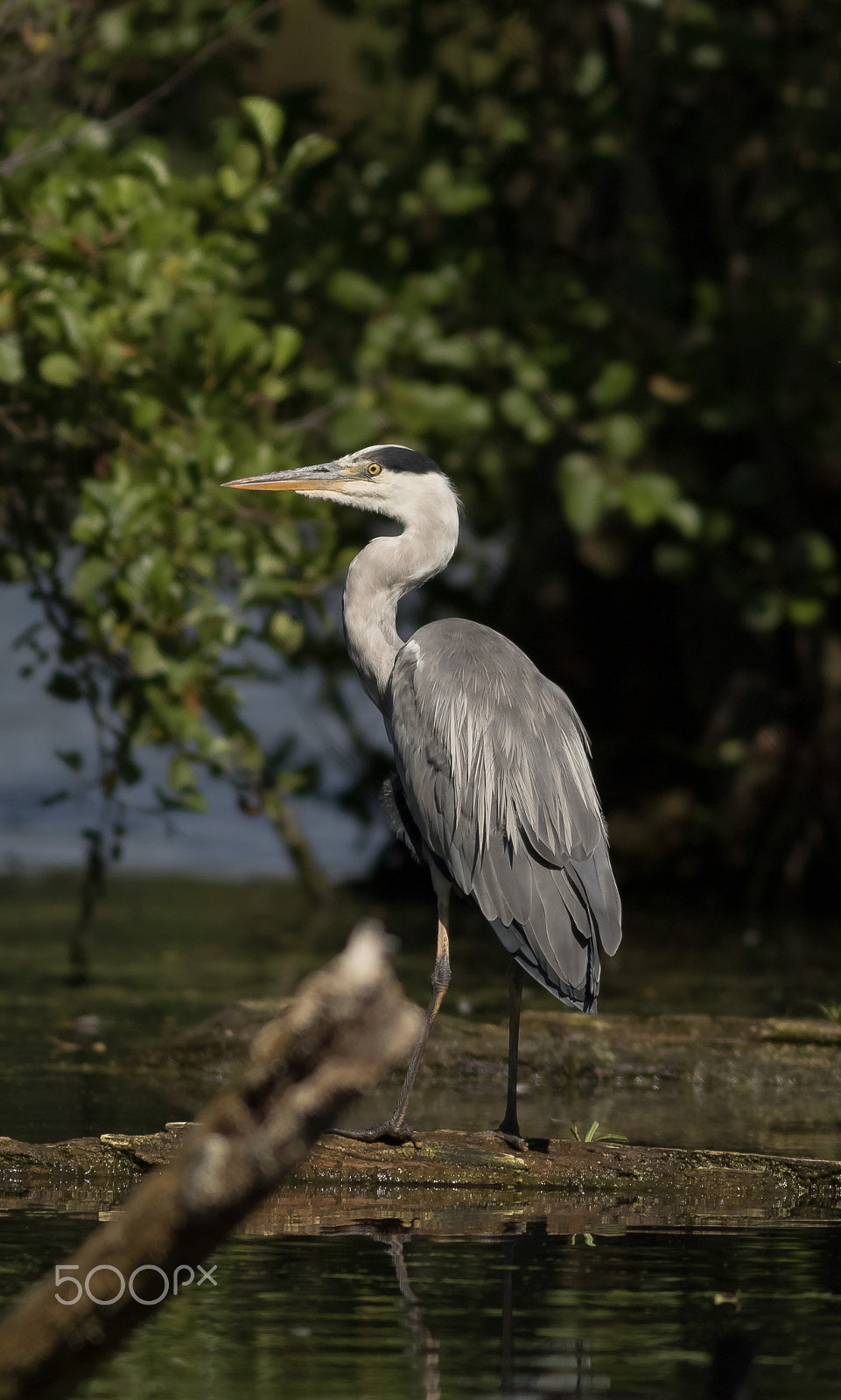 Canon EOS 760D (EOS Rebel T6s / EOS 8000D) + Canon EF 400mm F5.6L USM sample photo. Volavka popelavá photography