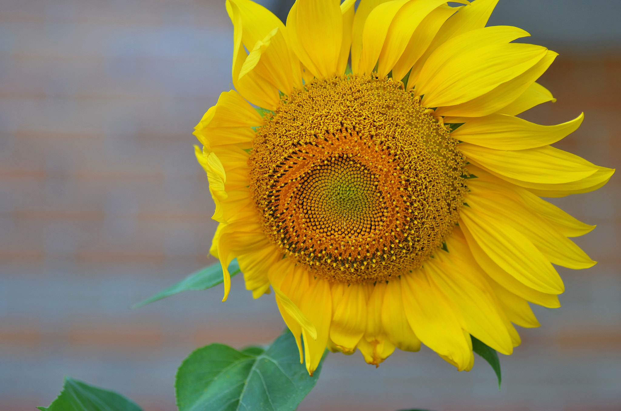 Nikon D5100 sample photo. Sunflower photography