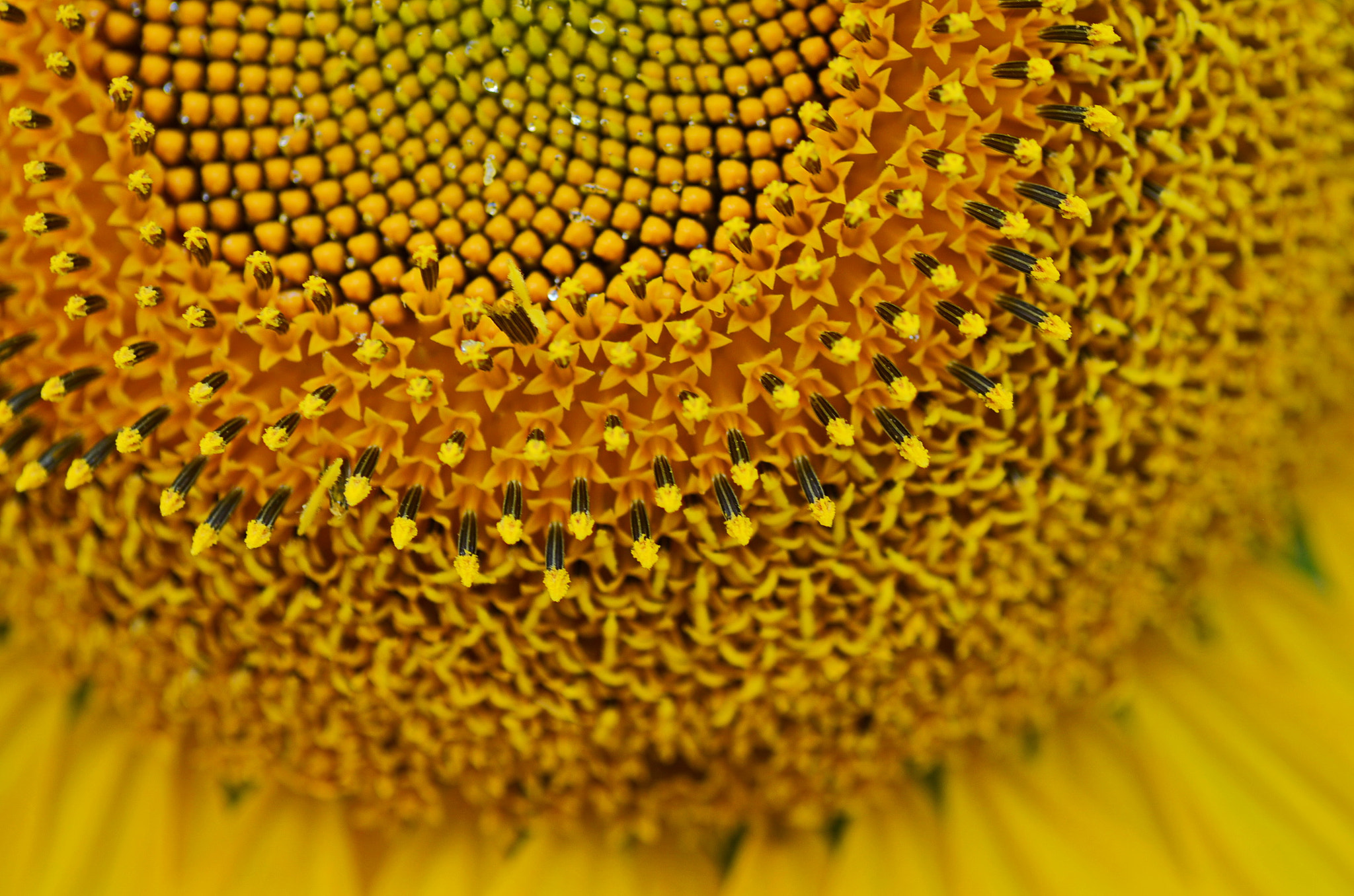 Nikon D5100 sample photo. Sunflower photography