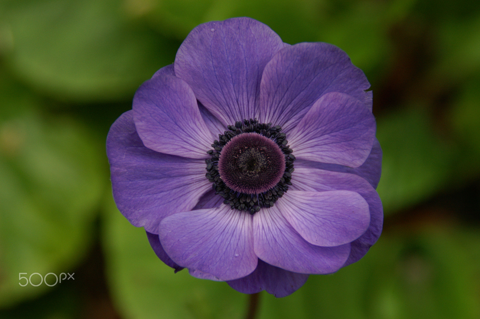 KONICA MINOLTA DYNAX 7D + Tamron AF 28-105mm F4-5.6 [IF] sample photo. Purple flower photography