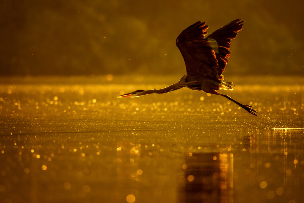 Heron at Sunrise