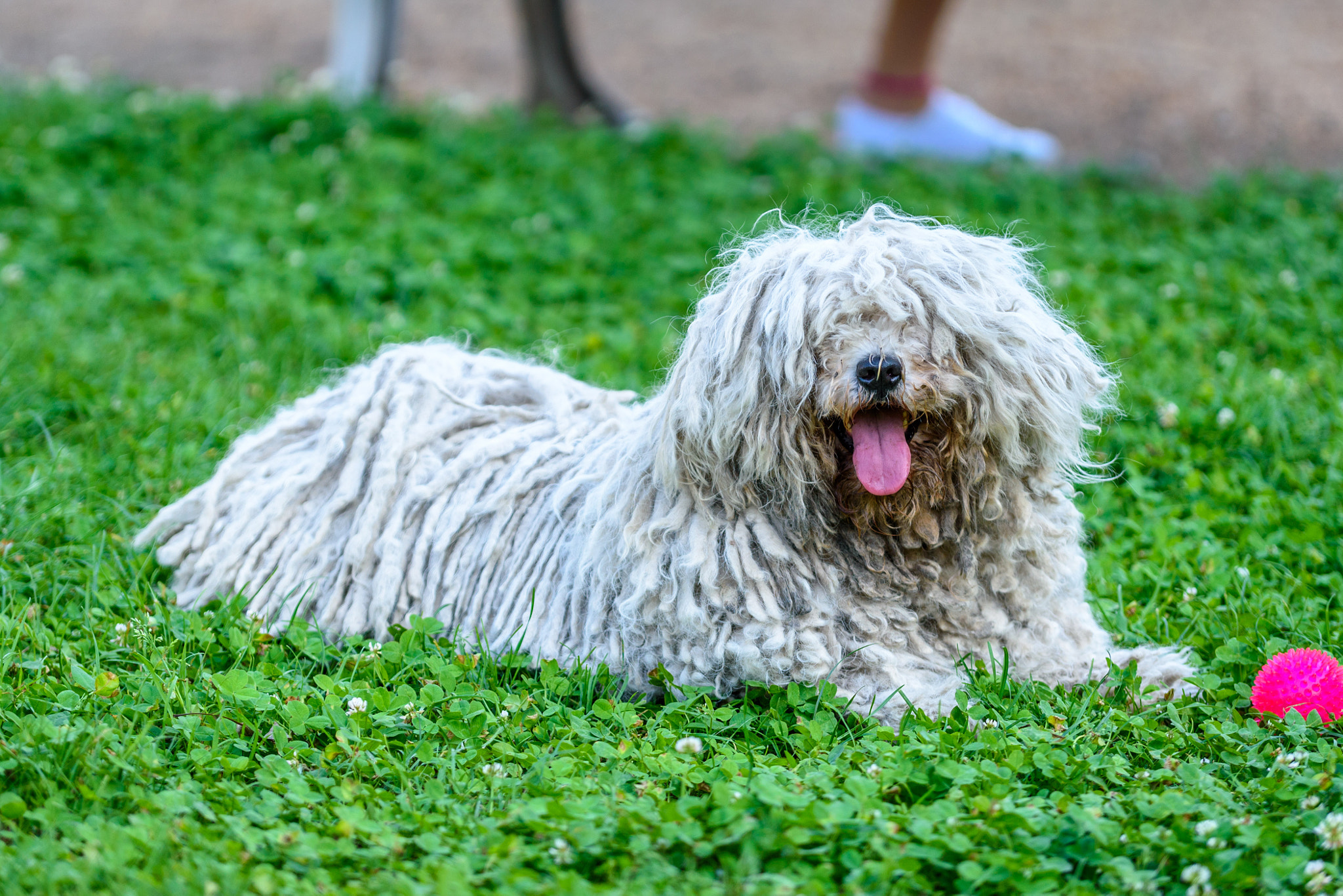 Nikon D5500 + Sigma 50-100mm F1.8 DC HSM Art sample photo. "what'chya lookin'at?" photography