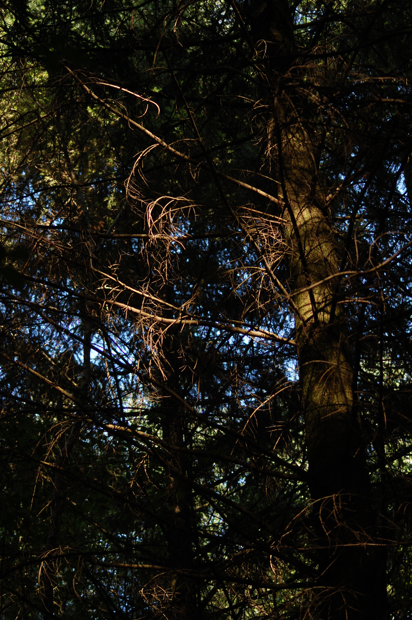 Sigma 70-300mm F4-5.6 APO DG Macro sample photo. Soft light in the branches photography