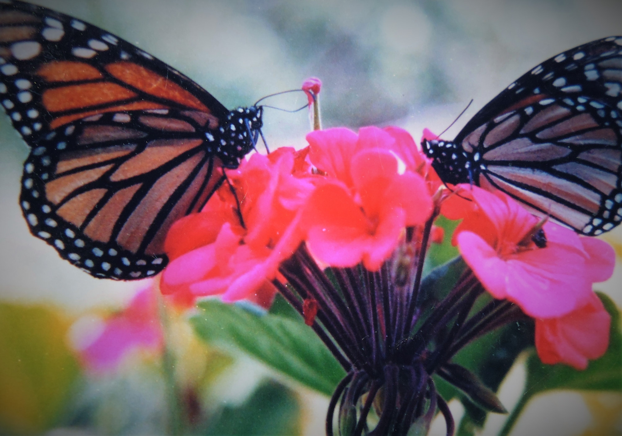 Panasonic DMC-XS1 sample photo. Mariposa monarca sobre una flor photography