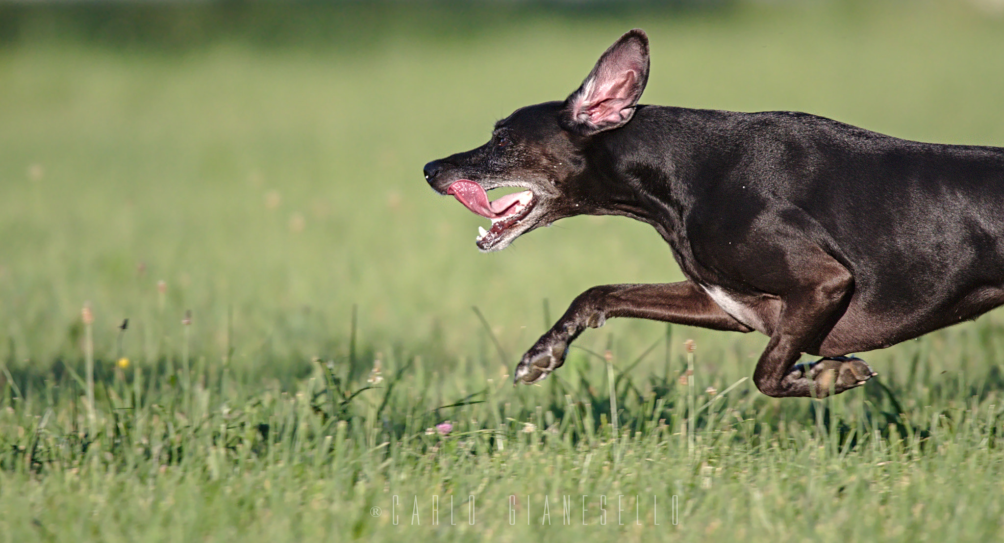 Sigma 150-600mm F5-6.3 DG OS HSM | S sample photo. Speed photography