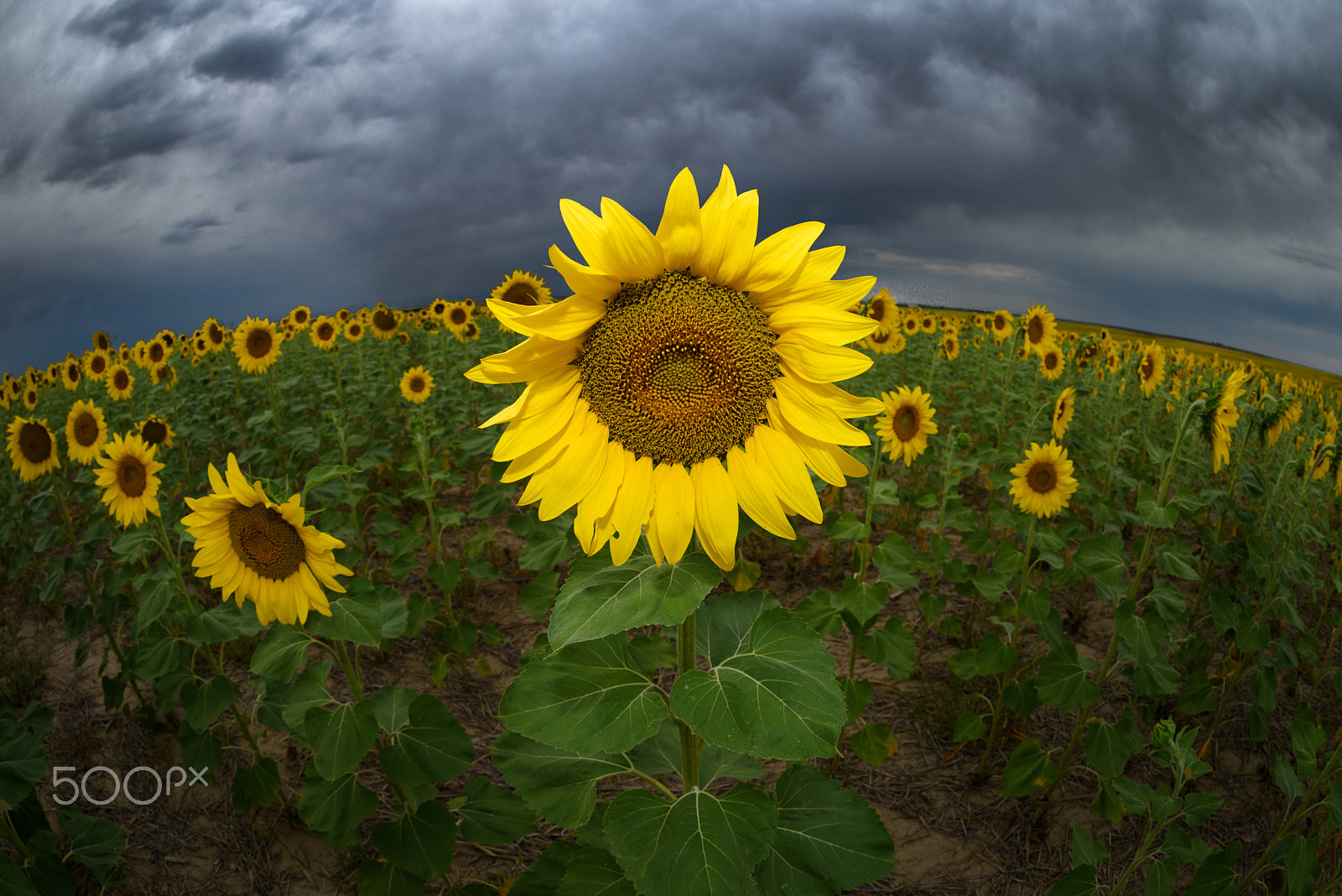 Nikon D810 + Nikon AF Fisheye-Nikkor 16mm F2.8D sample photo. Sunshine on a cloudy day photography