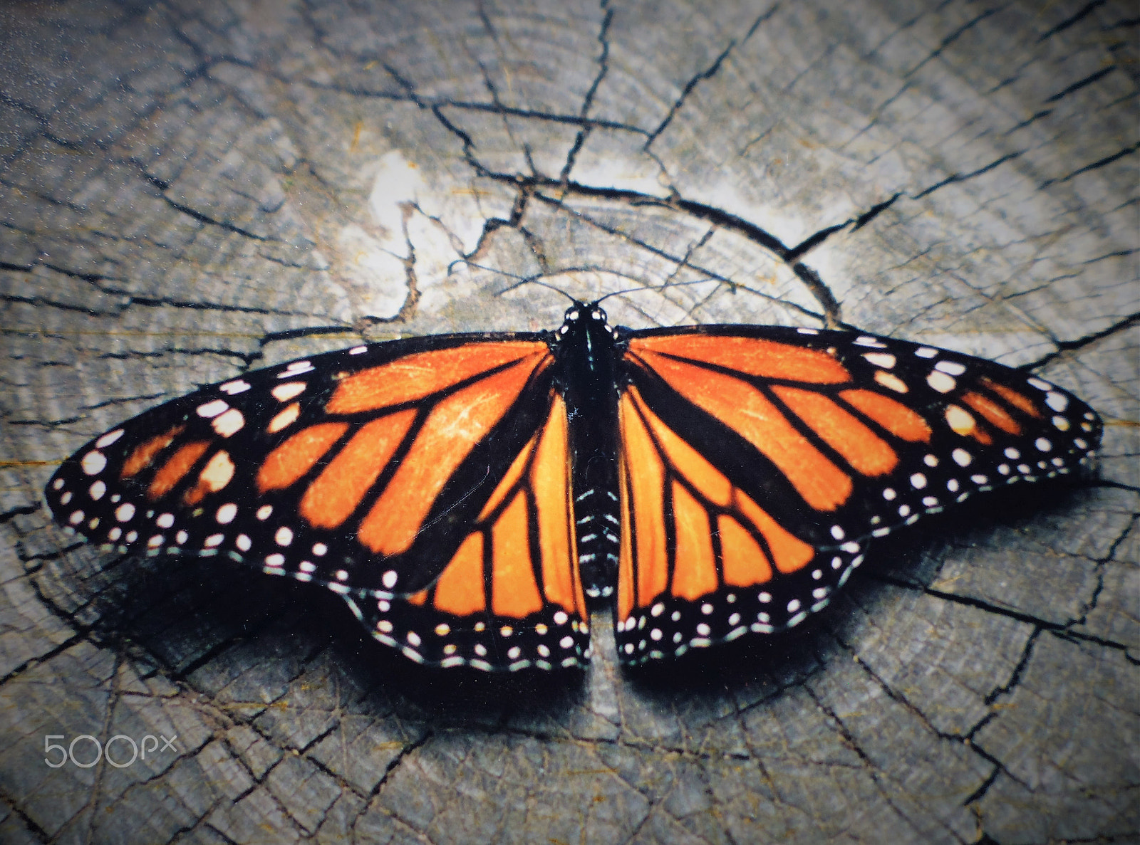 Panasonic DMC-XS1 sample photo. Mariposa monarca en descanso sobre un tronco photography