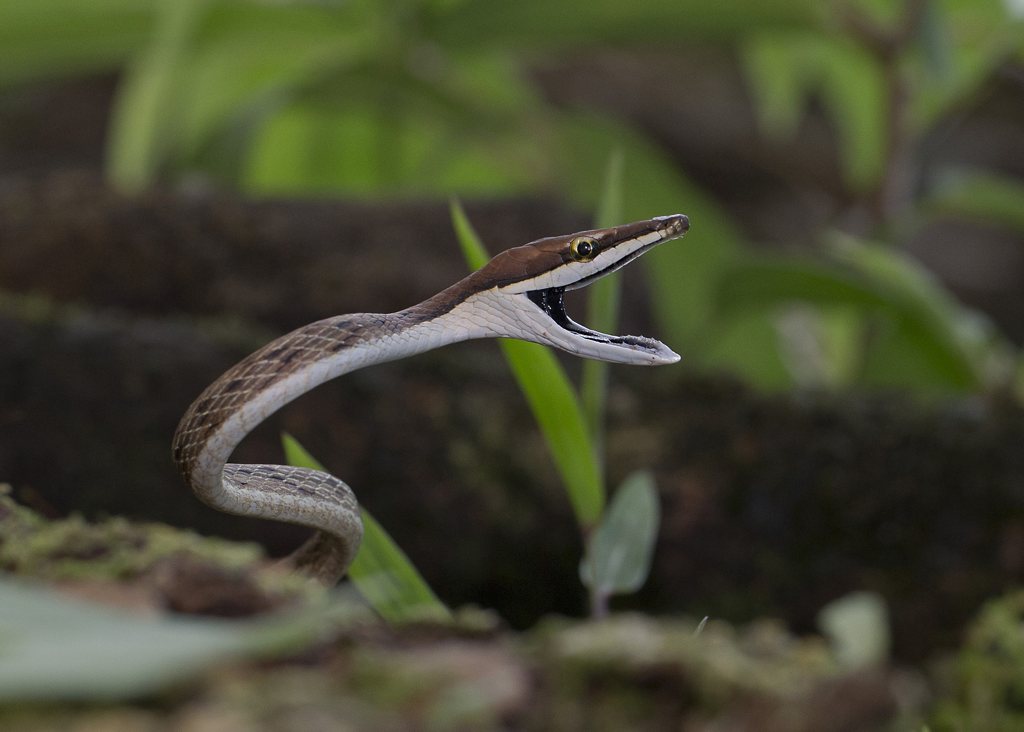 Canon EF 100mm F2.8L Macro IS USM sample photo. An aggressive vine snake photography