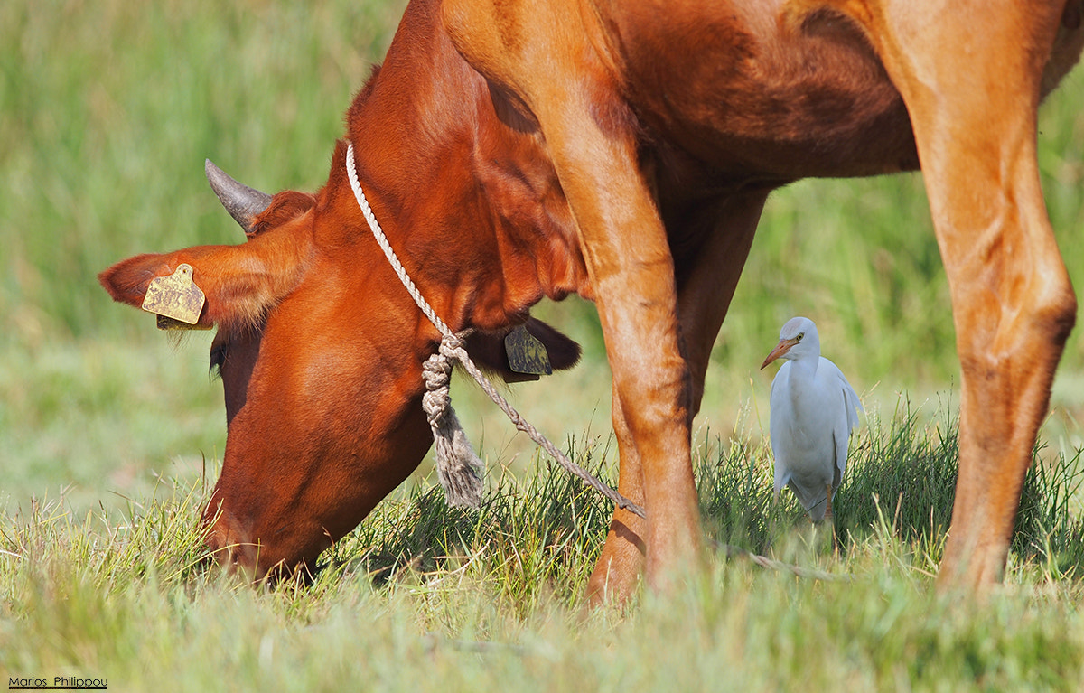 Olympus OM-D E-M5 + OLYMPUS 300mm Lens sample photo. Cattle egret photography