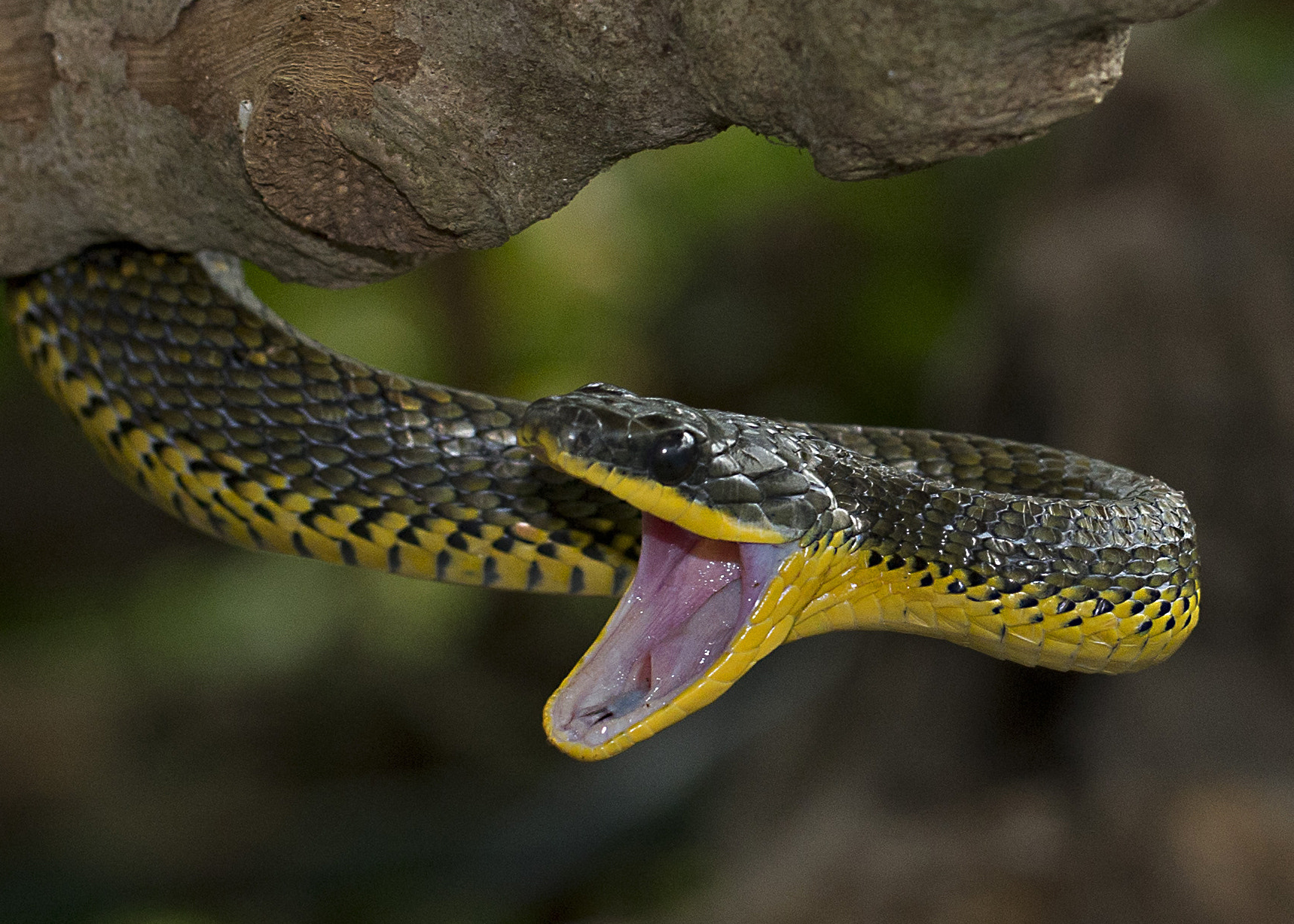 Canon EF 100mm F2.8L Macro IS USM sample photo. Tree snake - costa rica photography