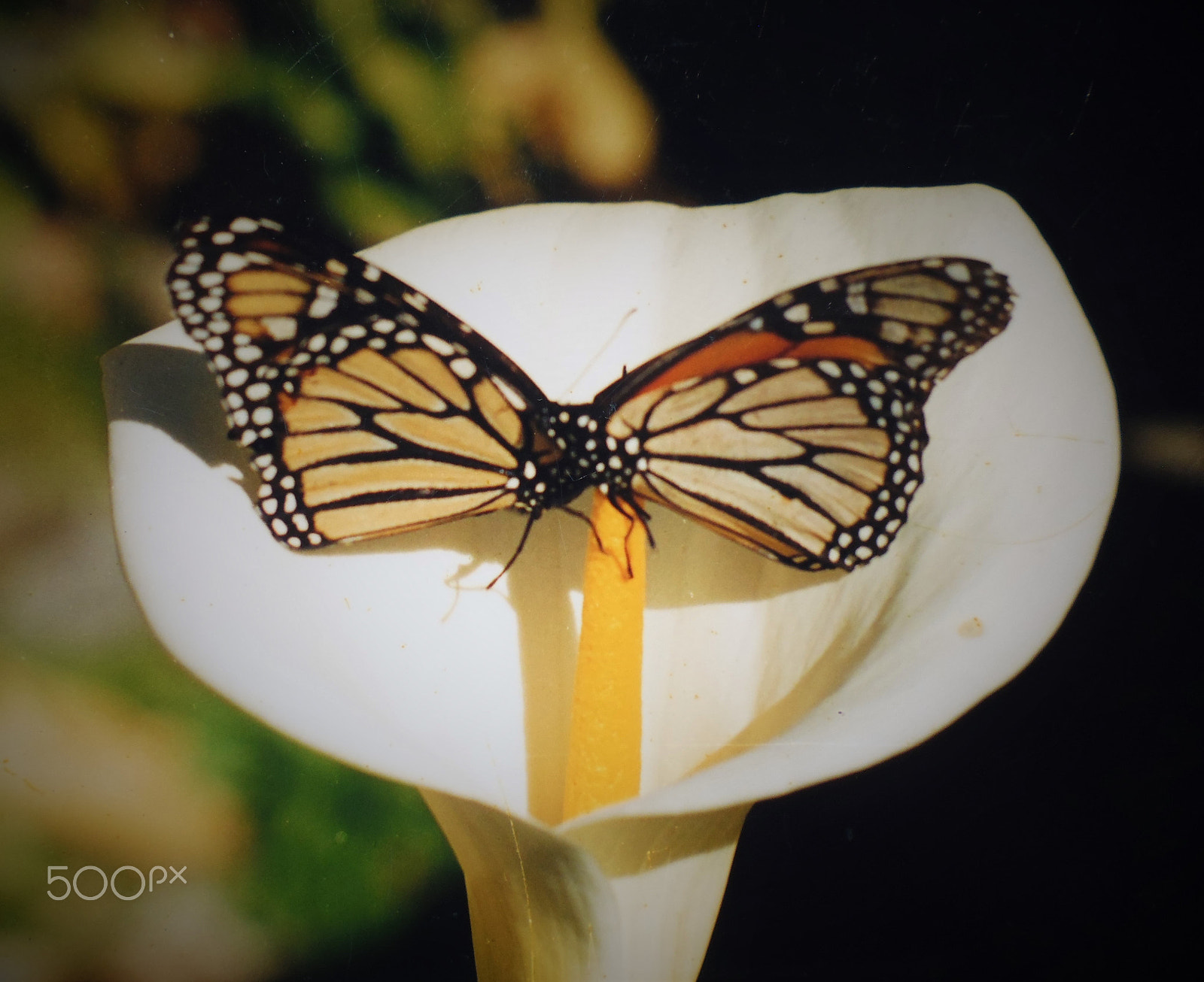 Panasonic DMC-XS1 sample photo. Mariposas monarca sobre una flor de alcatraz photography