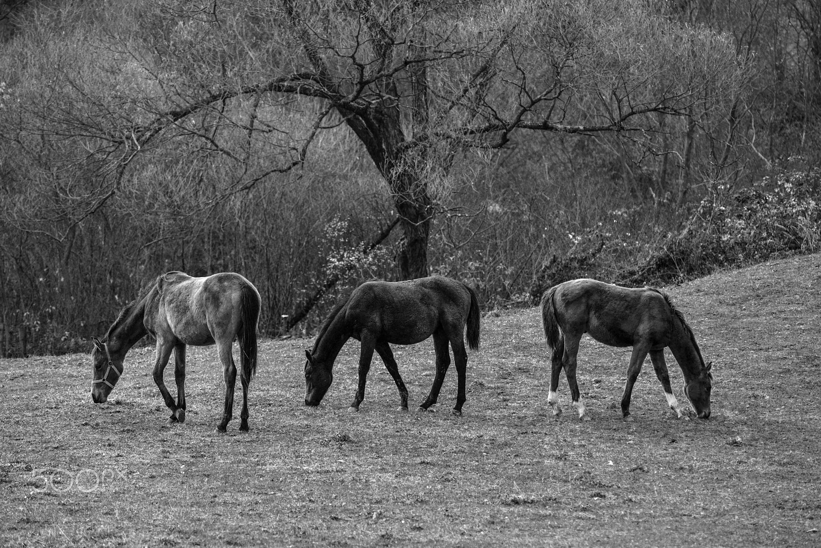 AF Zoom-Nikkor 80-200mm f/2.8 ED sample photo. Horses photography