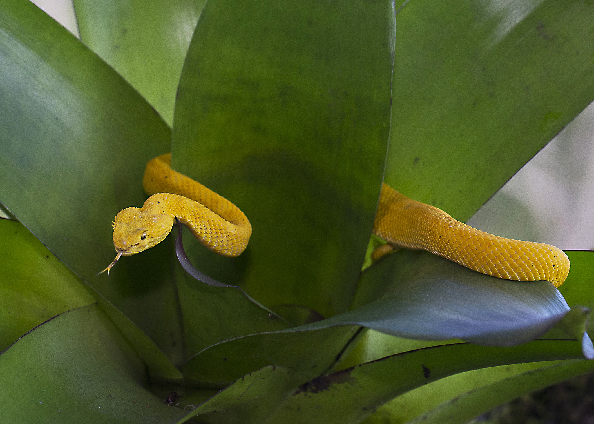 Canon EF 100mm F2.8L Macro IS USM sample photo. Eyelash viper photography