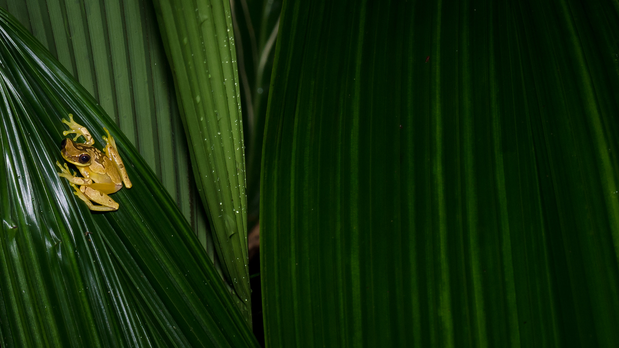 Nikon AF-S Nikkor 70-200mm F4G ED VR sample photo. The hourglass treefrog photography