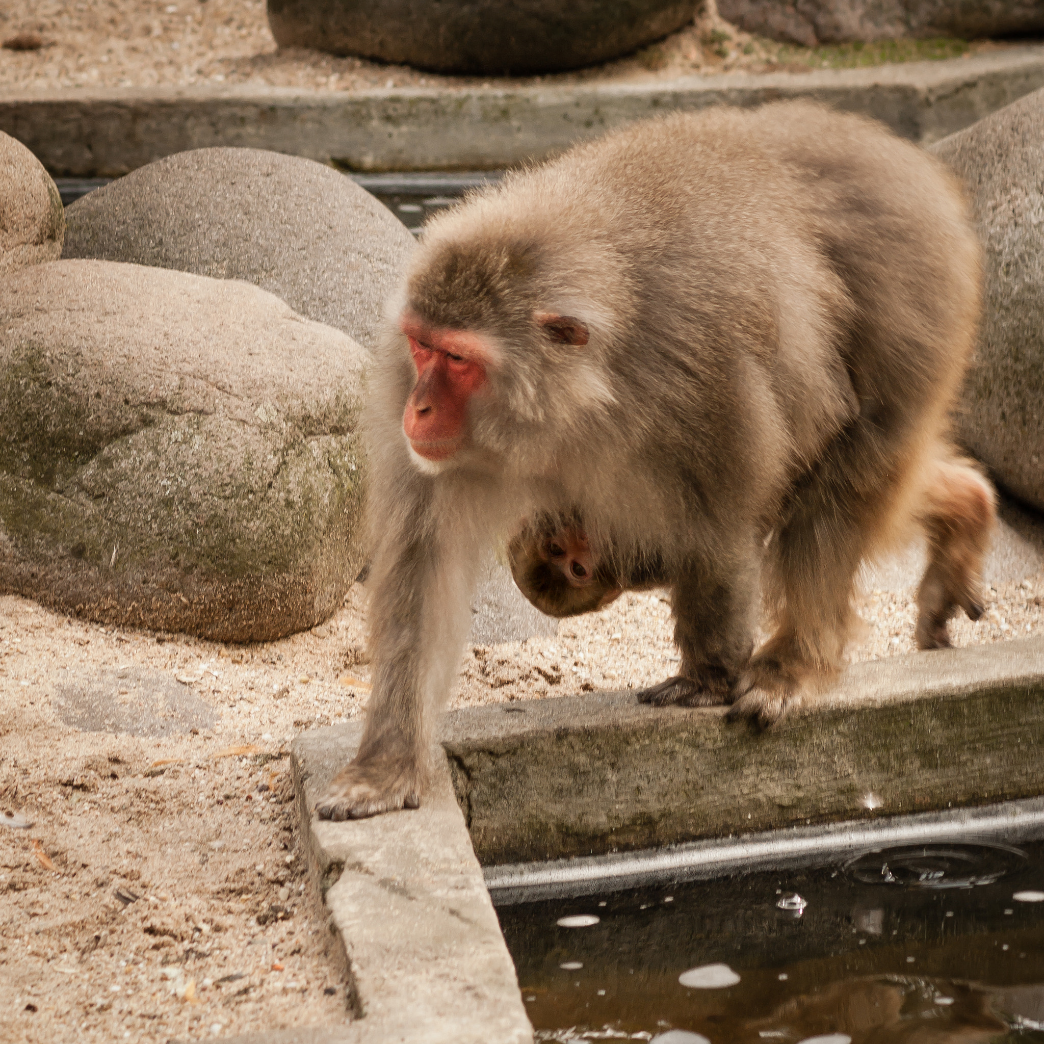 Pentax K10D sample photo. Mom japanese macaque on the walk with baby hanging on photography