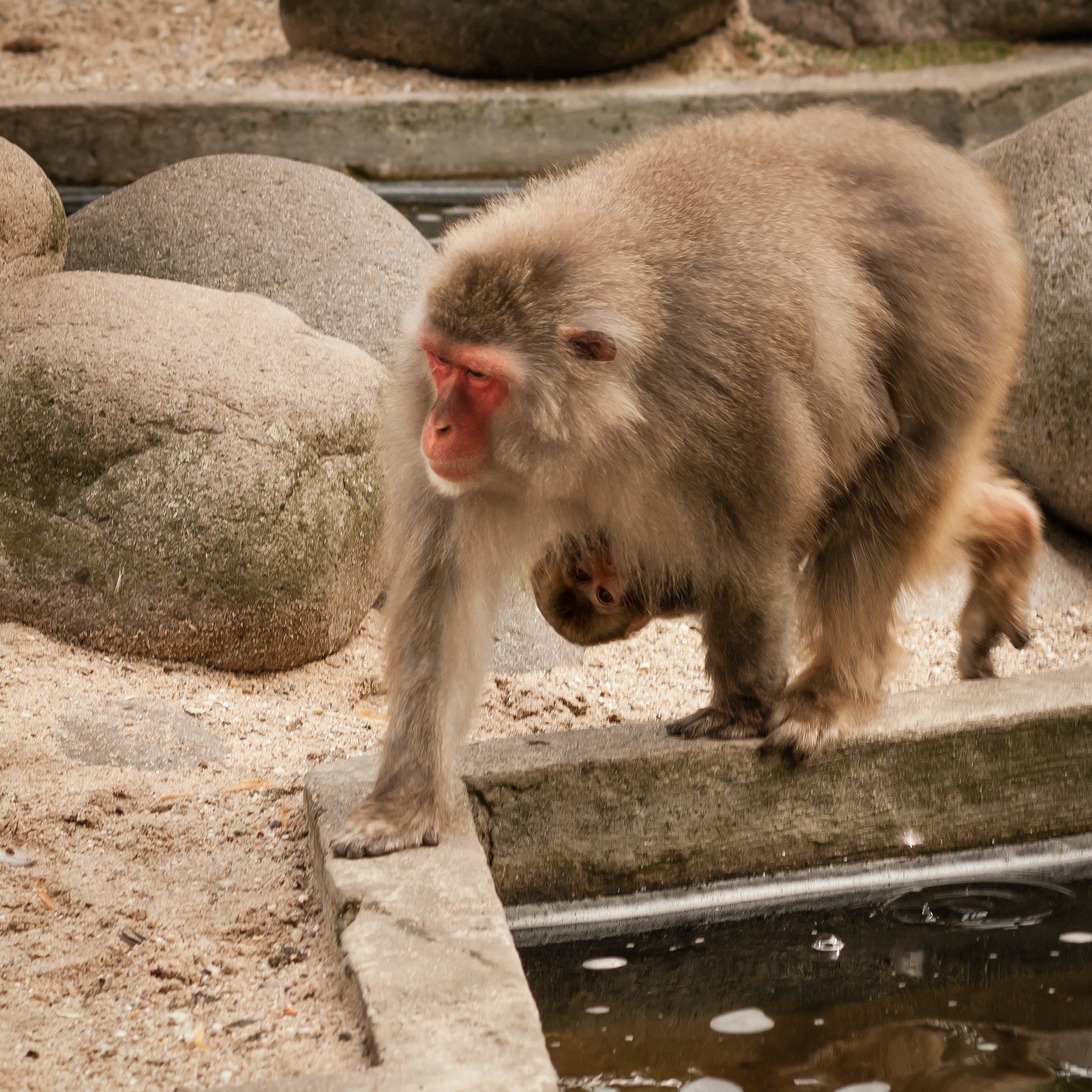Tamron AF 70-300mm F4-5.6 Di LD Macro sample photo. Mom japanese macaque on the walk with baby hanging on photography