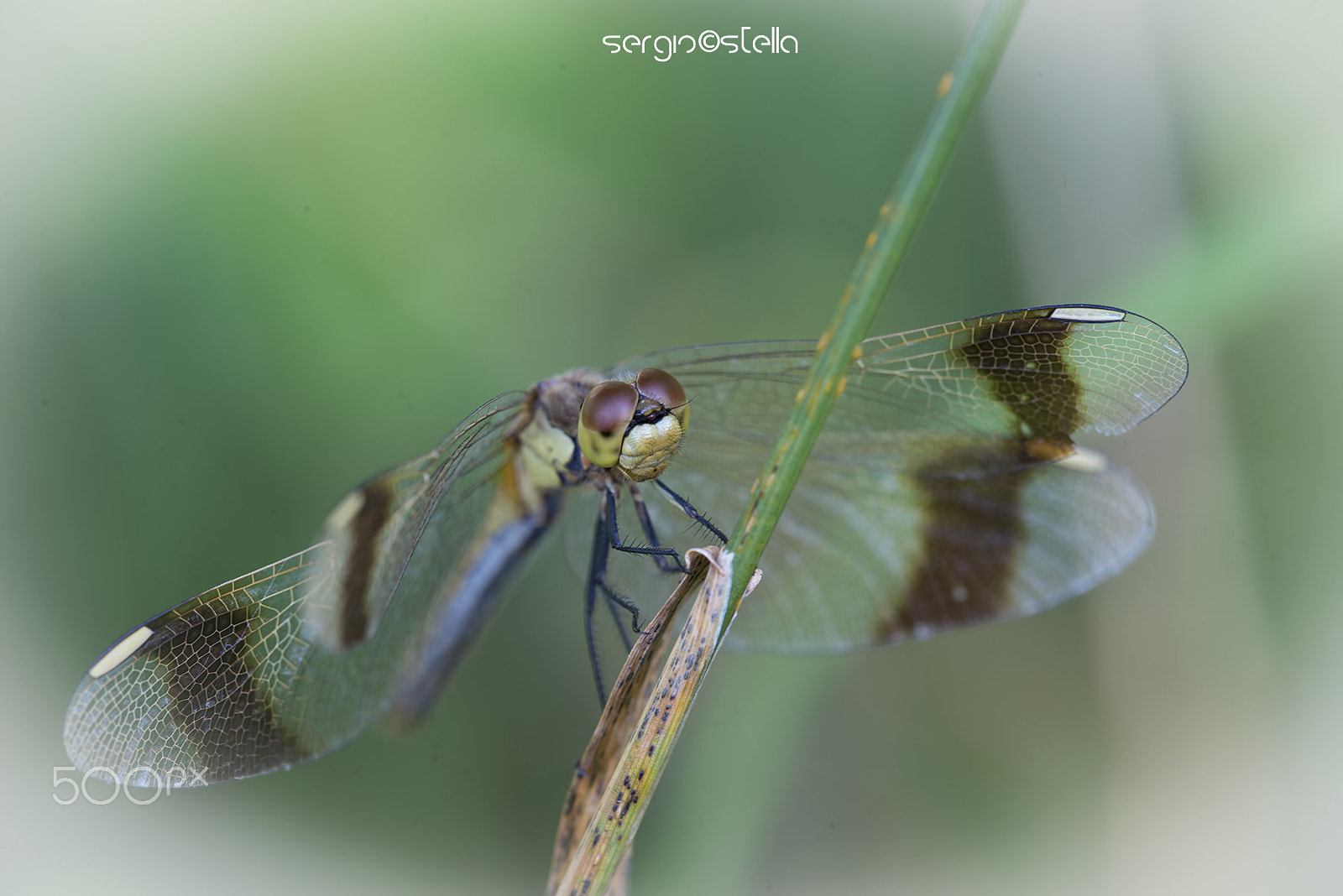 Sigma 150mm F2.8 EX DG Macro HSM sample photo. Sympetrum pedemontanum__ photography