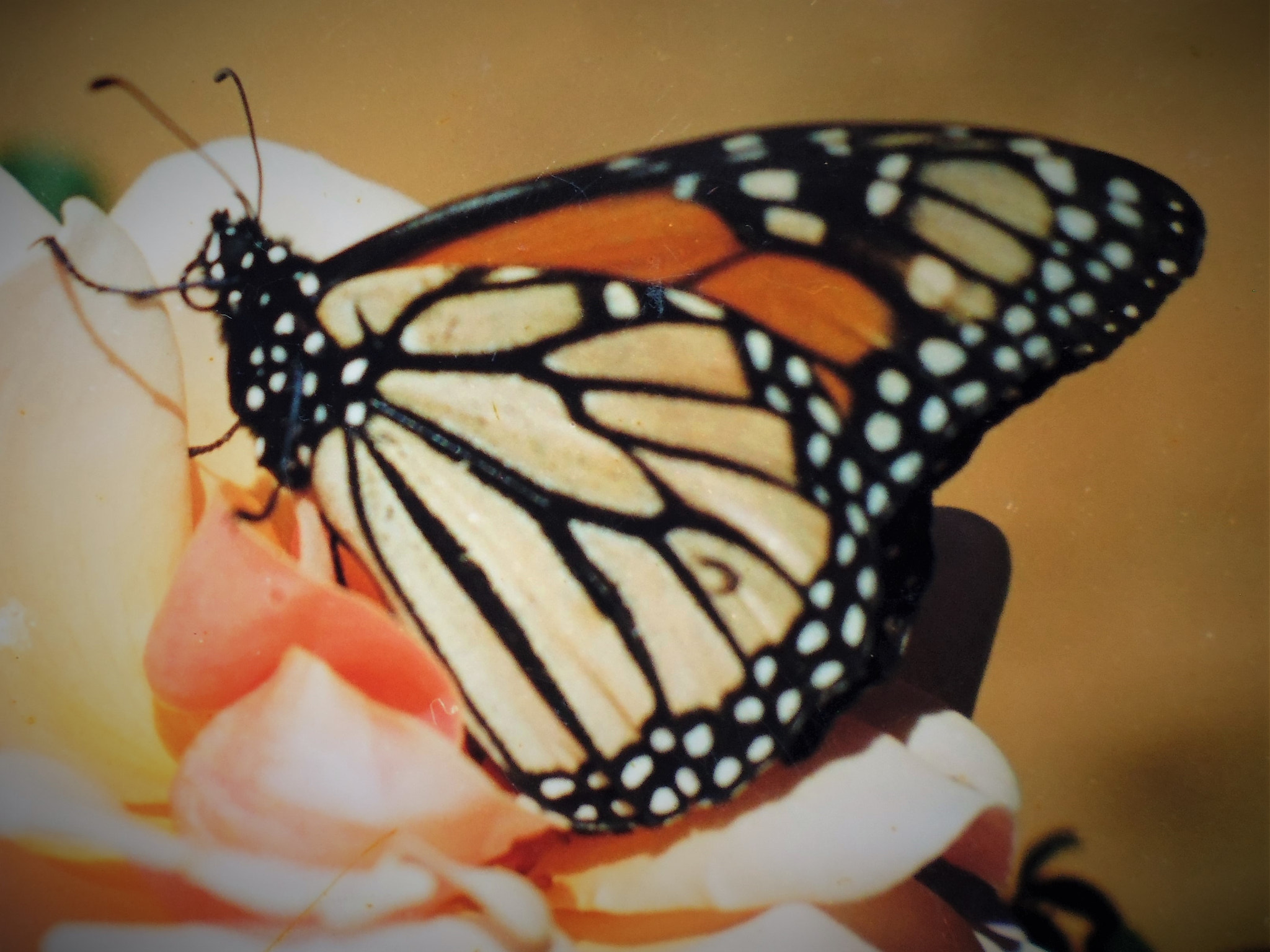 Panasonic DMC-XS1 sample photo. Vista de cerca a la mariposa monarca photography