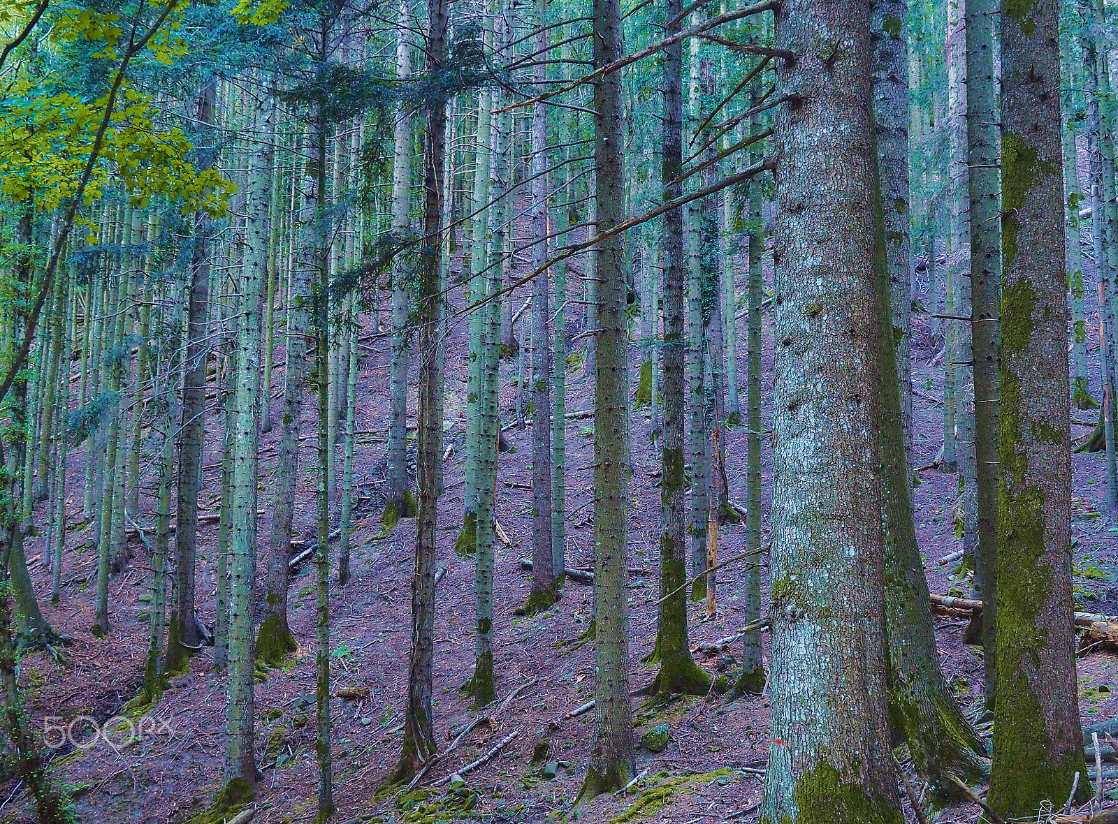 Olympus OM-D E-M10 II + OLYMPUS M.9-18mm F4.0-5.6 sample photo. Trees 5 photography